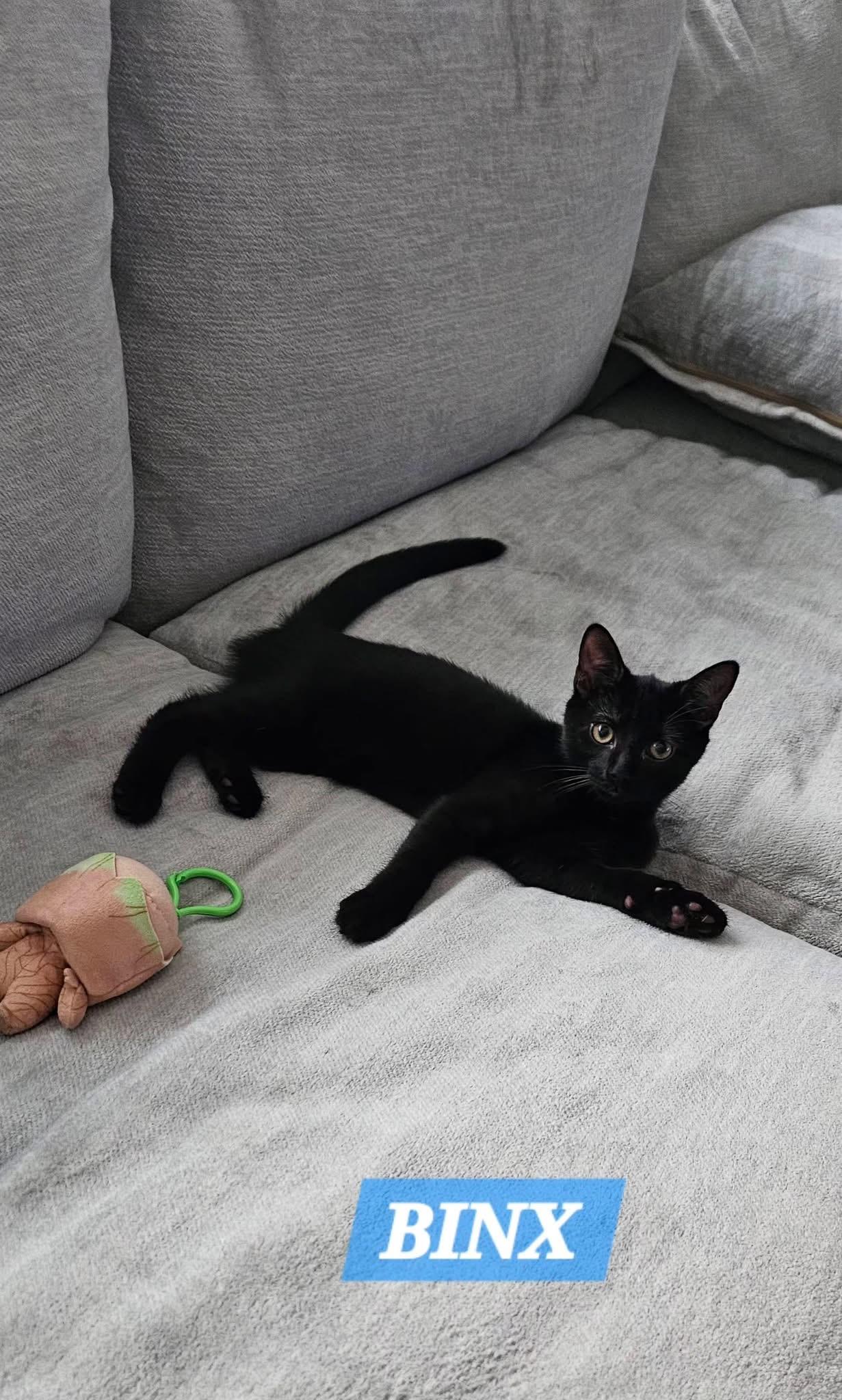 Enlarge Binx & Noir bonded kittens, a ADOPTABLE Domestic Short Hair in Enfield, CT image 4/4