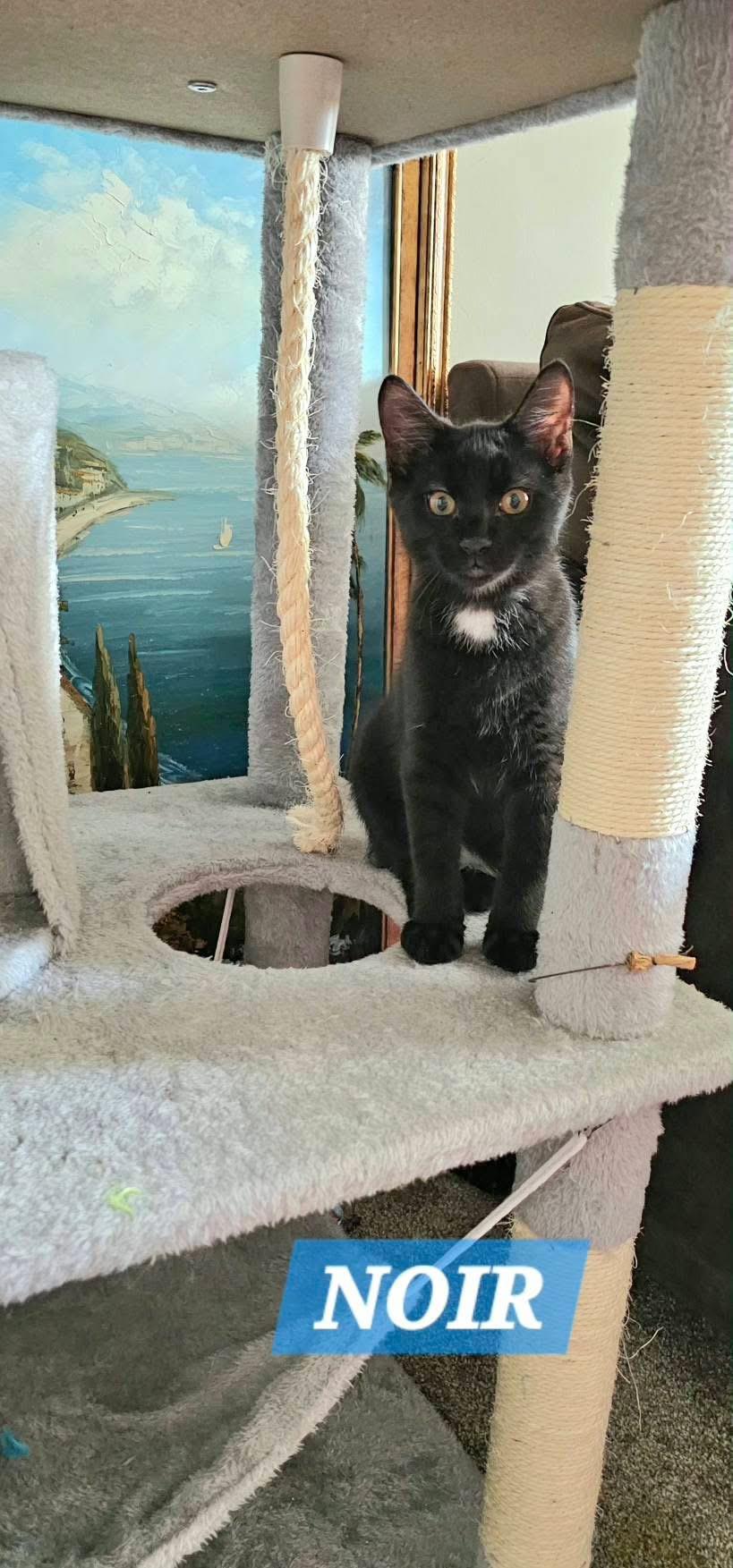 Enlarge Binx & Noir bonded kittens, a ADOPTABLE Domestic Short Hair in Enfield, CT image 2/4