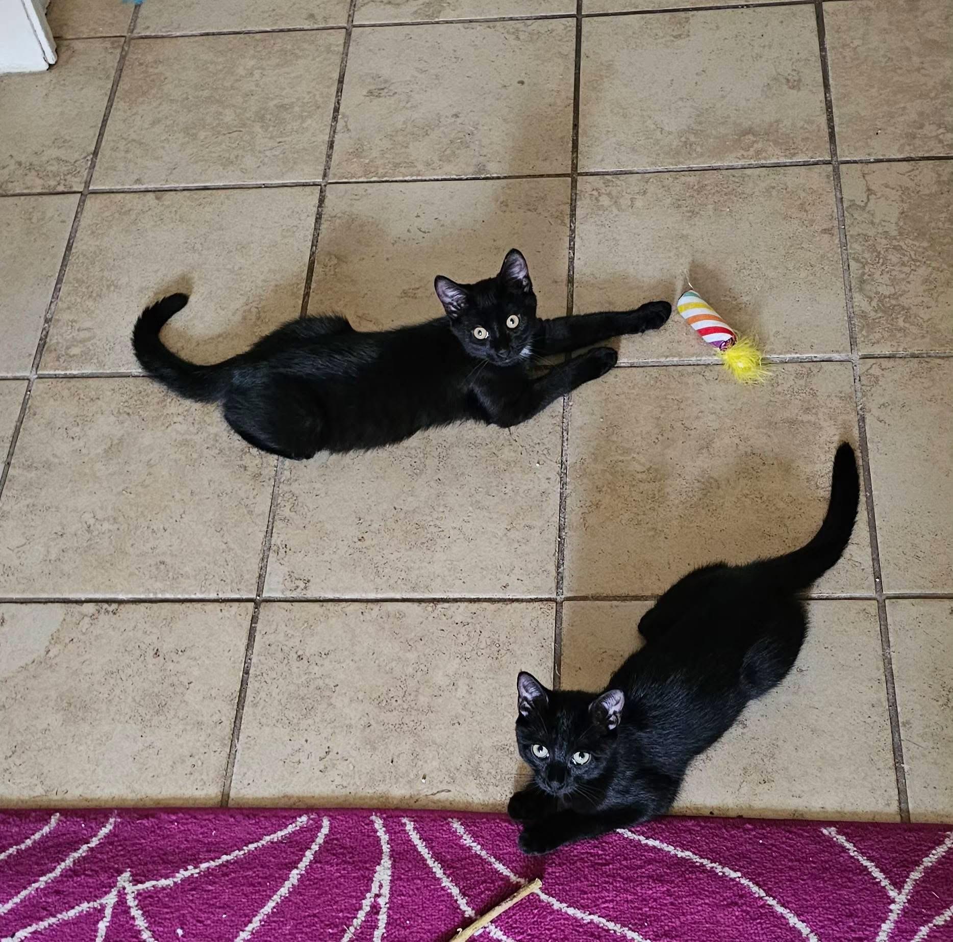 Binx & Noir bonded kittens, ADOPTABLE, Kitten Male Domestic Short Hair.