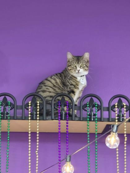 Reid (NOLA Cat Lounge), Adoptable, Adult Male Domestic Short Hair & Domestic Short Hair.