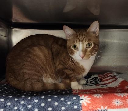 Pooh Bear, Adoptable, Young Male Domestic Short Hair & Domestic Short Hair.