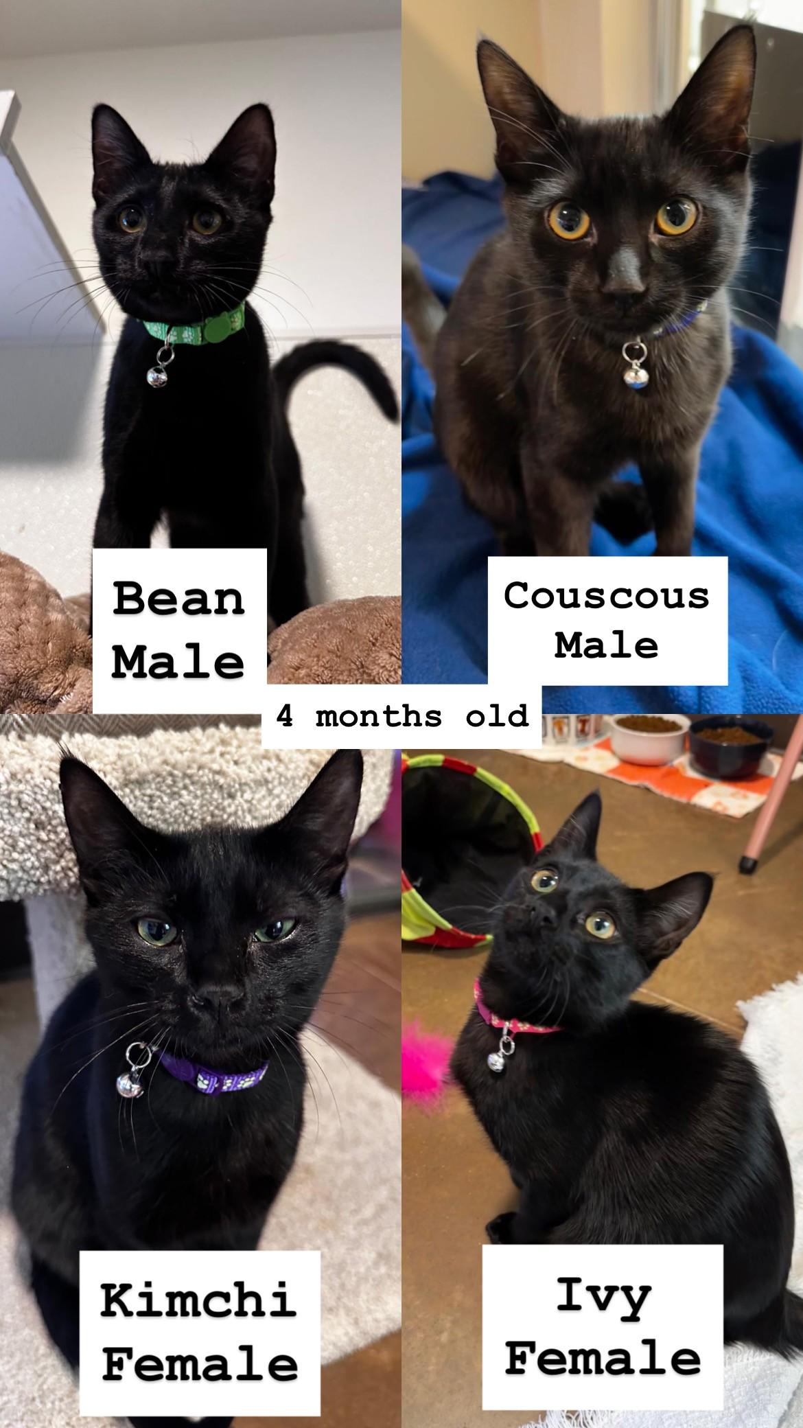 Enlarge Kittens, a Adoptable mixed breed in Friday Harbor, WA image 2/5