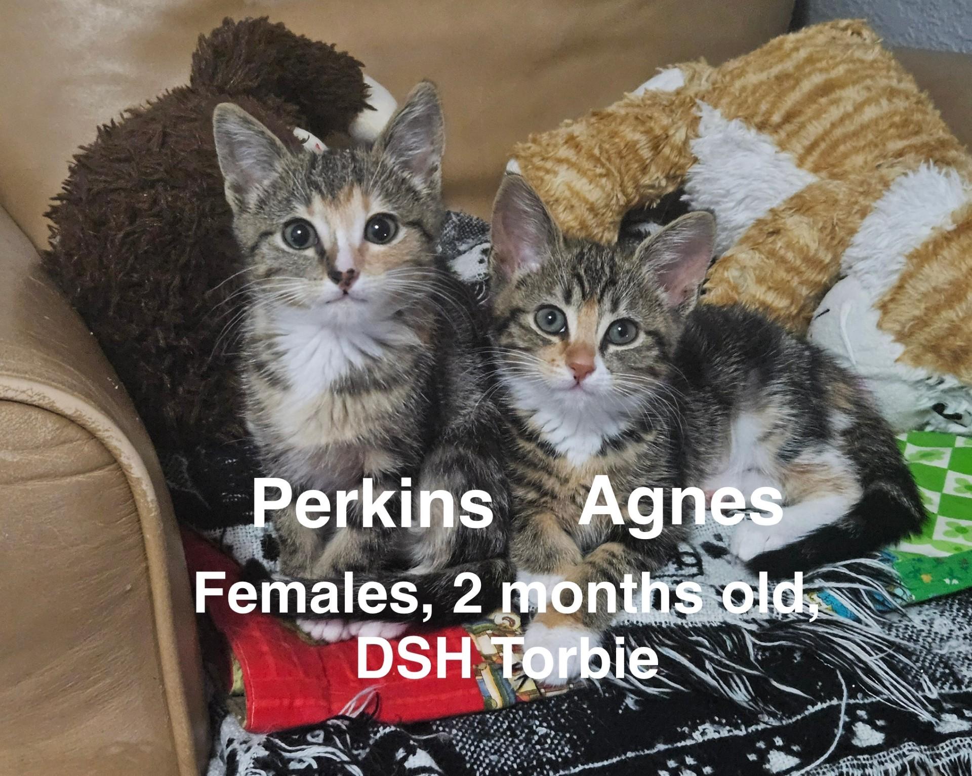 Kittens, Adoptable, Kitten Male Domestic Short Hair & Domestic Long Hair.