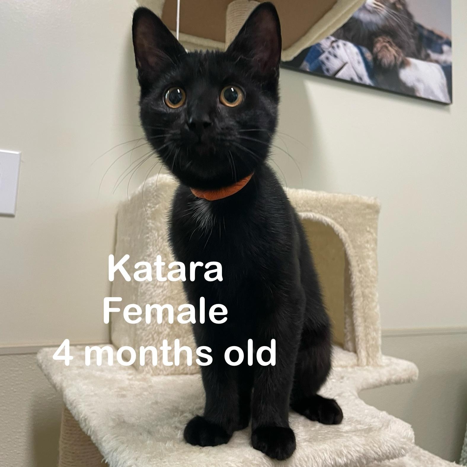 Kittens, a Adoptable mixed breed in Friday Harbor, WA image 2/5