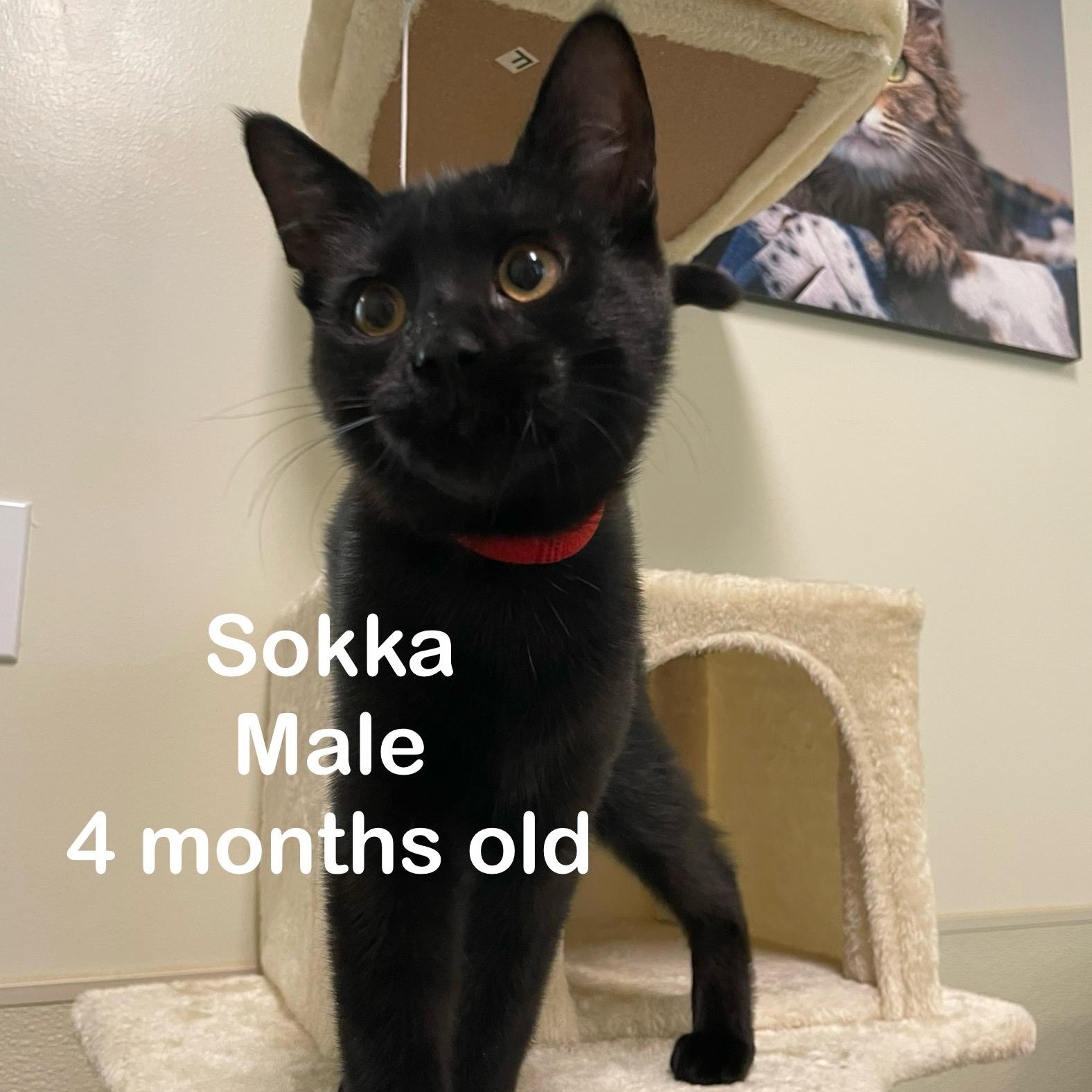 Kittens, a Adoptable mixed breed in Friday Harbor, WA image 4/5