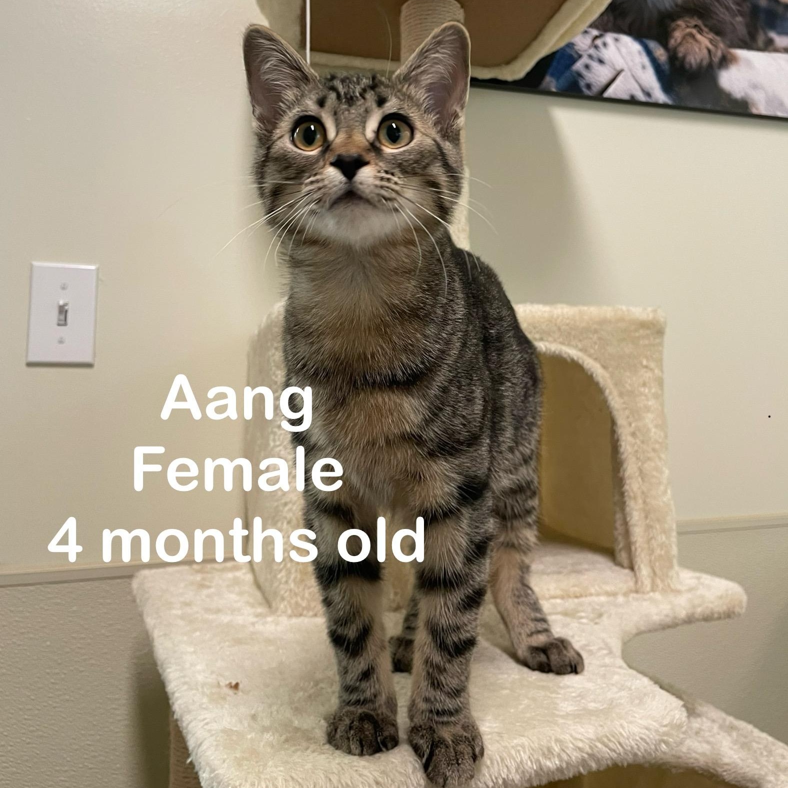 Kittens, a Adoptable mixed breed in Friday Harbor, WA image 6/6