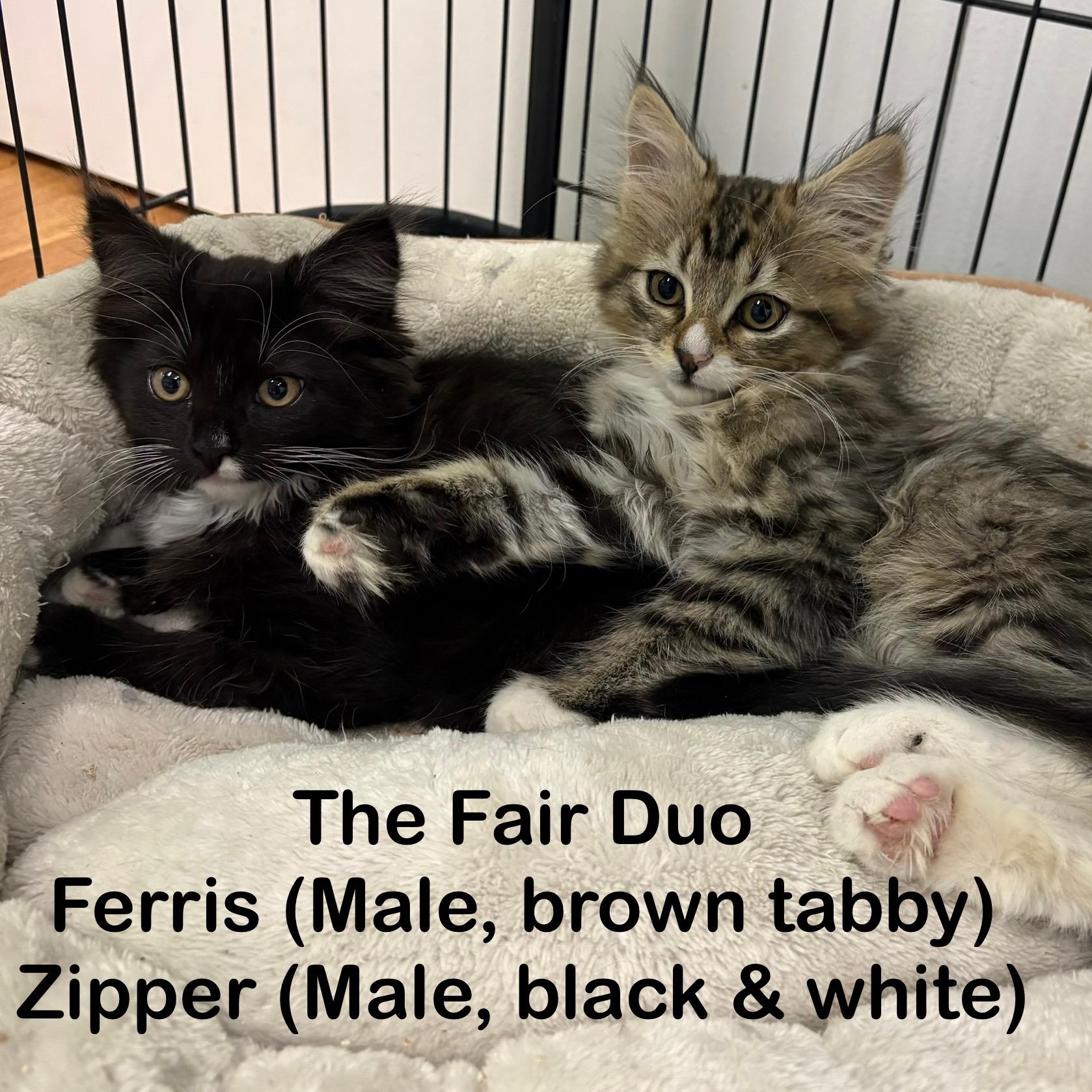 Kittens, Adoptable, Kitten Male Domestic Short Hair & Domestic Long Hair.