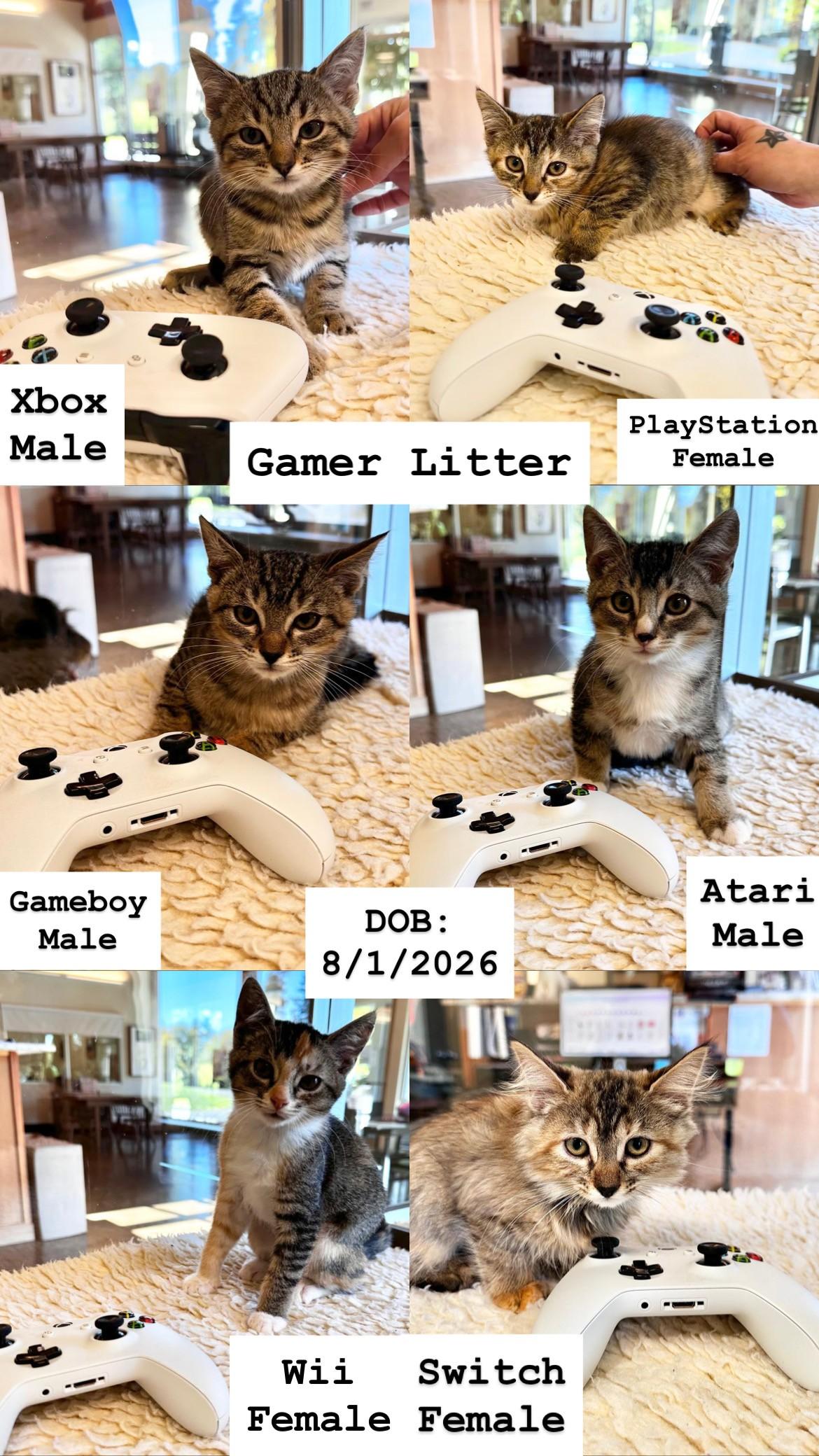 Kittens, Adoptable, Kitten Male Domestic Short Hair & Domestic Long Hair.