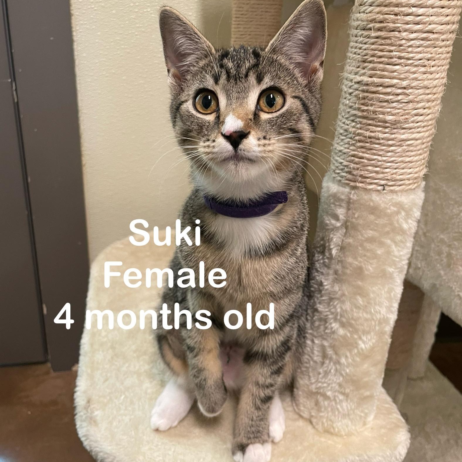Kittens, a Adoptable mixed breed in Friday Harbor, WA image 3/5