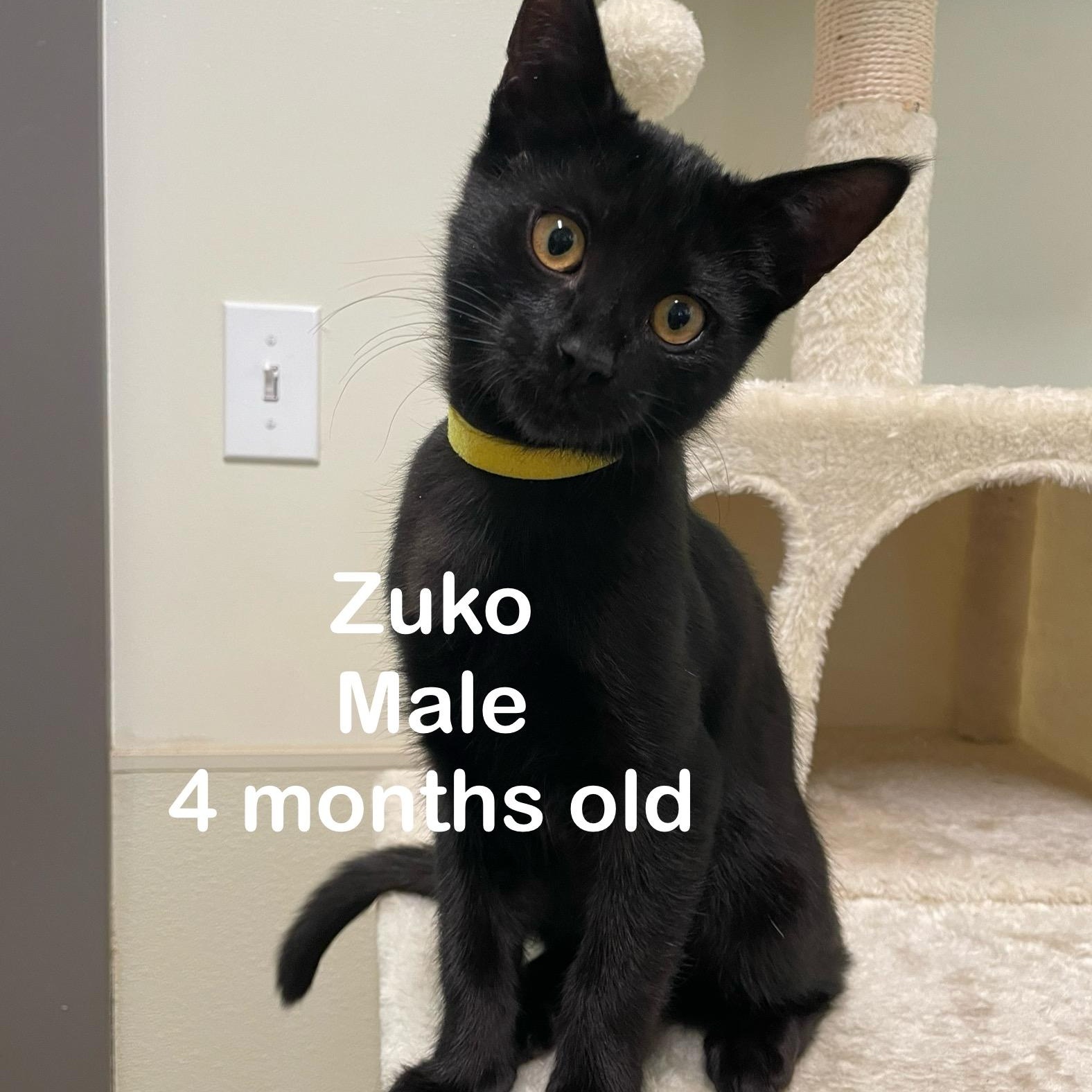 Kittens, a Adoptable mixed breed in Friday Harbor, WA image 5/5