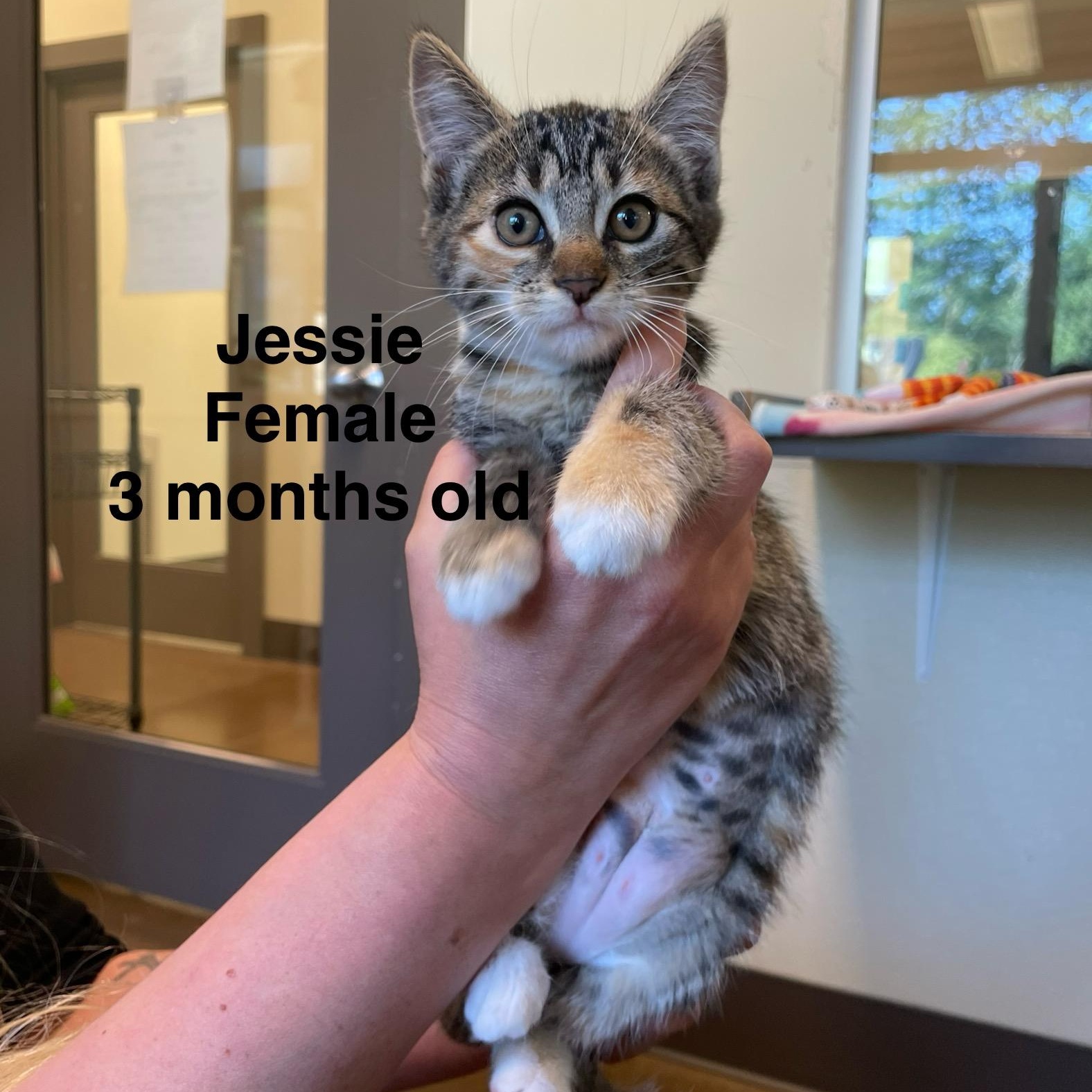 Kittens, a Adoptable mixed breed in Friday Harbor, WA image 5/6