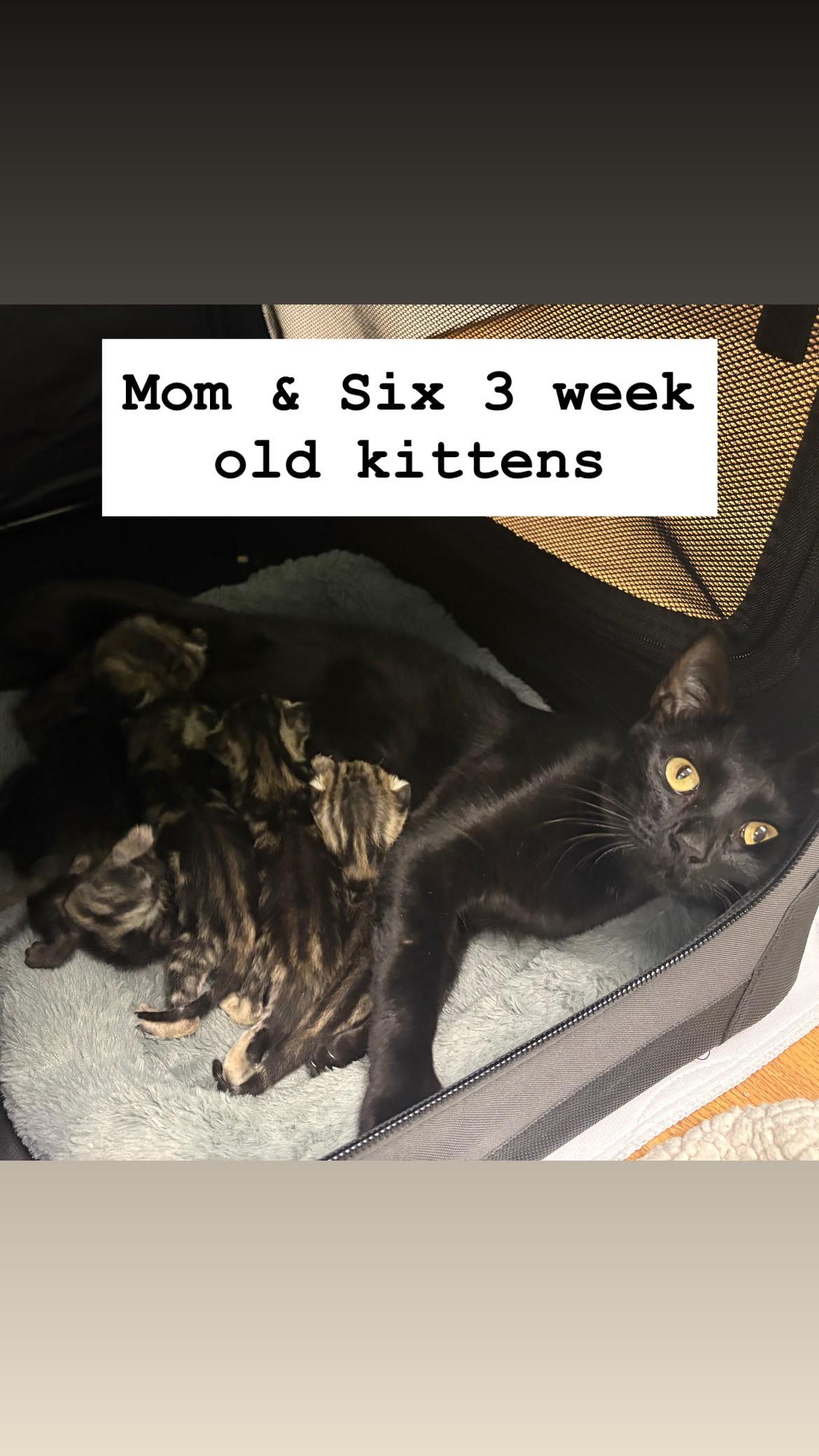 Enlarge Kittens, a Adoptable mixed breed in Friday Harbor, WA image 4/5