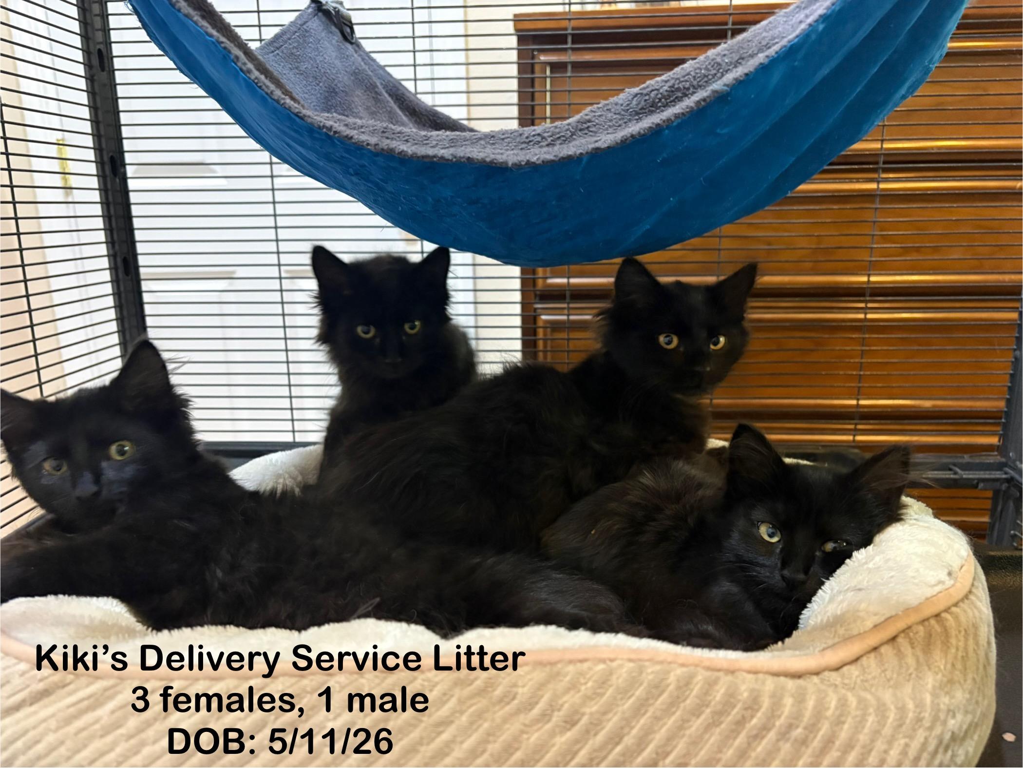 Kittens, a Adoptable mixed breed in Friday Harbor, WA image 3/3