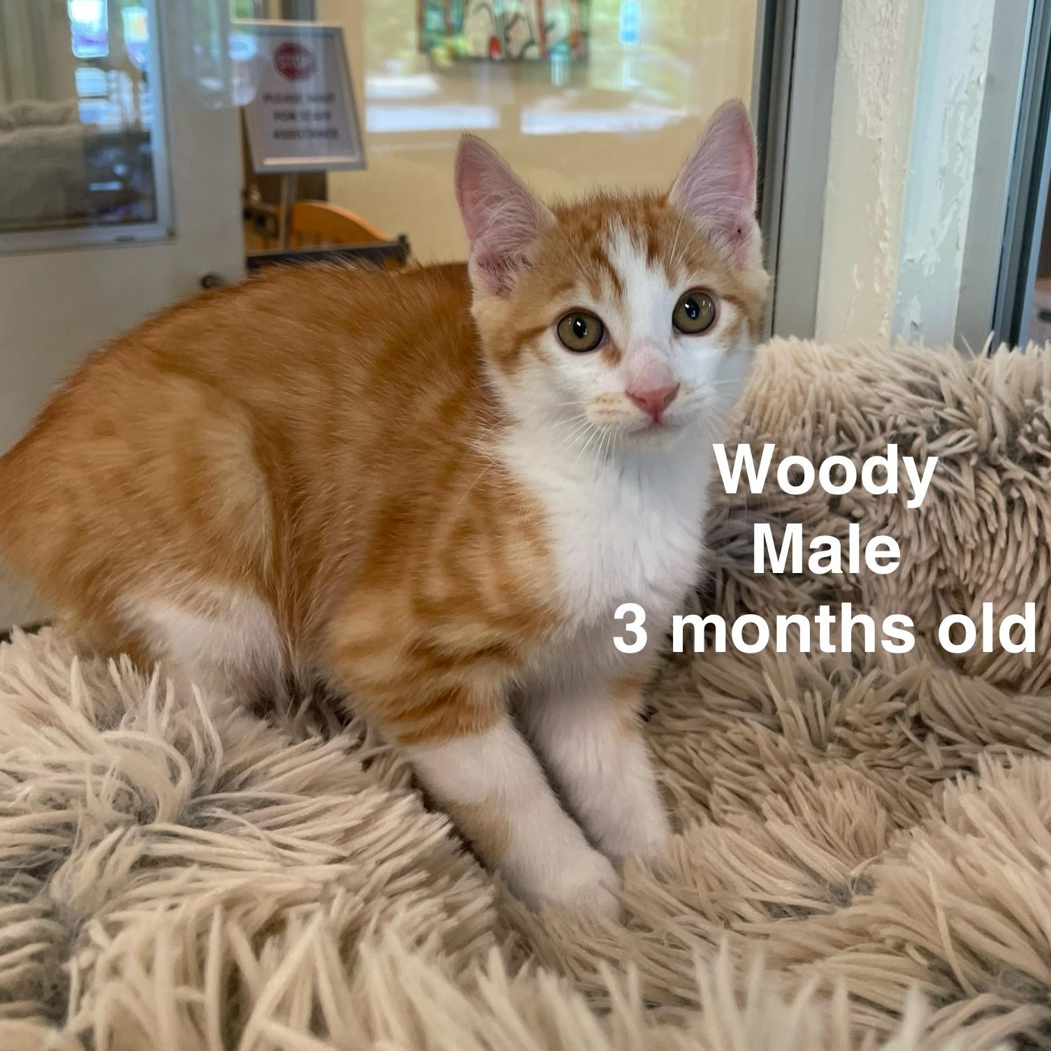 Kittens, Adoptable, Kitten Male Domestic Short Hair & Domestic Long Hair.