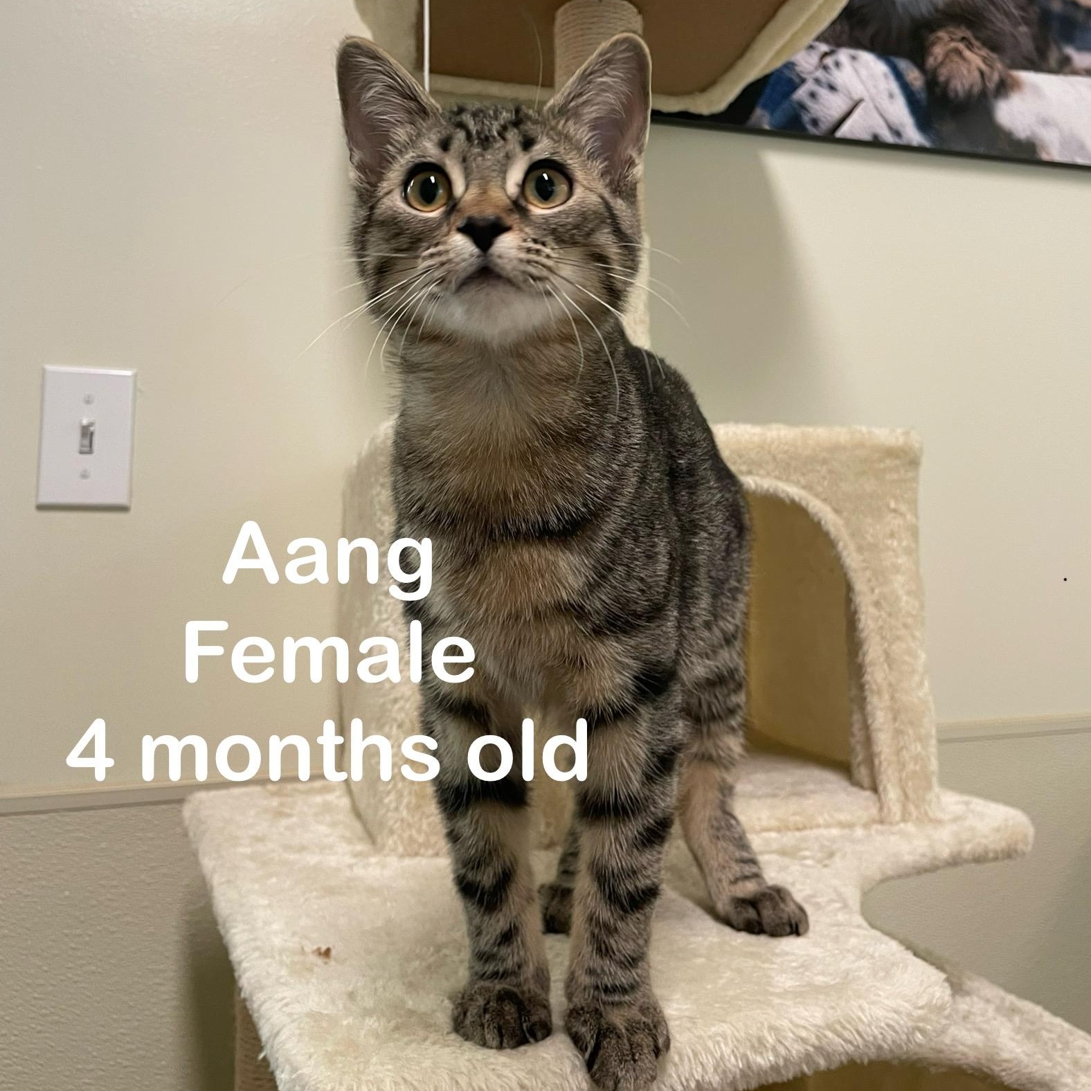 Kittens, a Adoptable mixed breed in Friday Harbor, WA image 1/5
