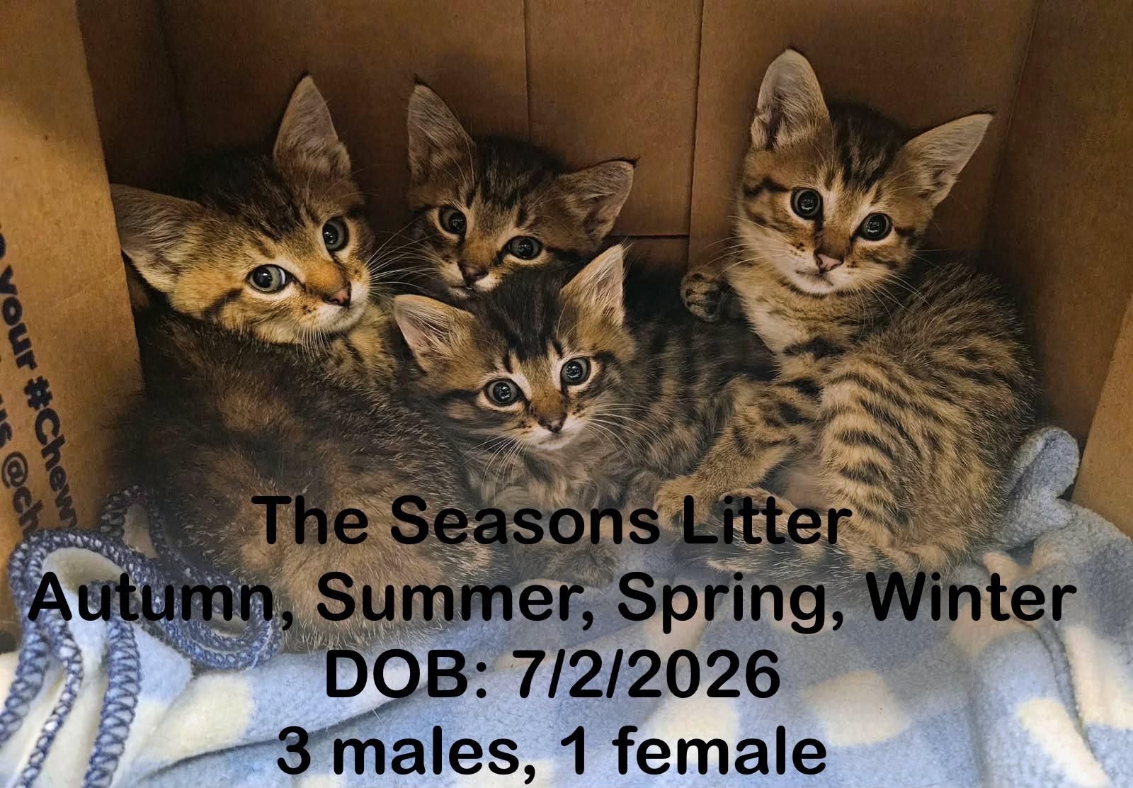 Kittens, a Adoptable mixed breed in Friday Harbor, WA image 2/3
