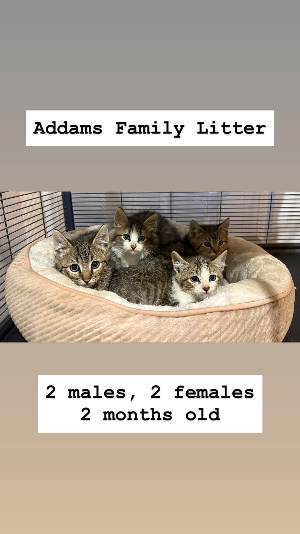 Enlarge Kittens, a Adoptable mixed breed in Friday Harbor, WA image 3/5