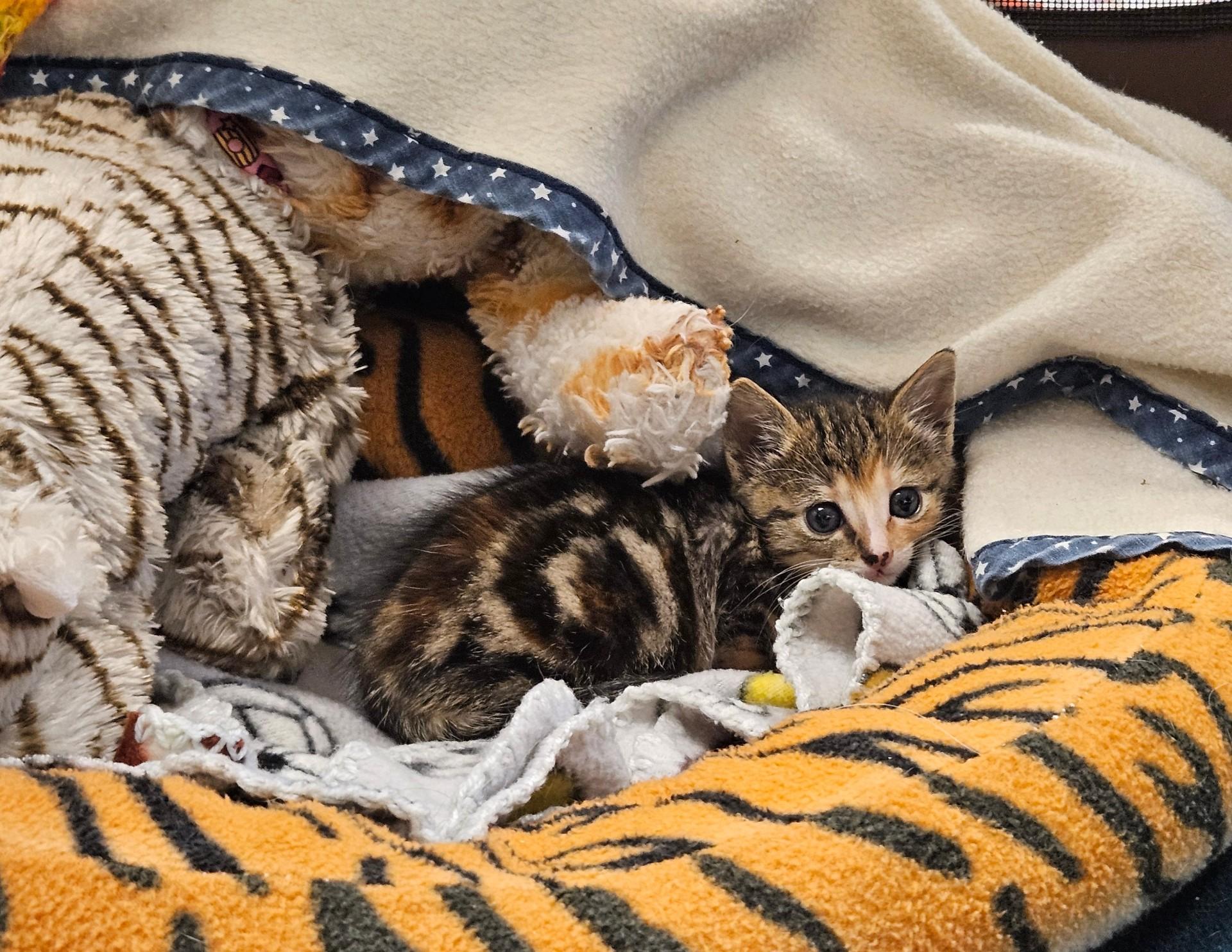 Enlarge Kittens, a Adoptable mixed breed in Friday Harbor, WA image 5/5