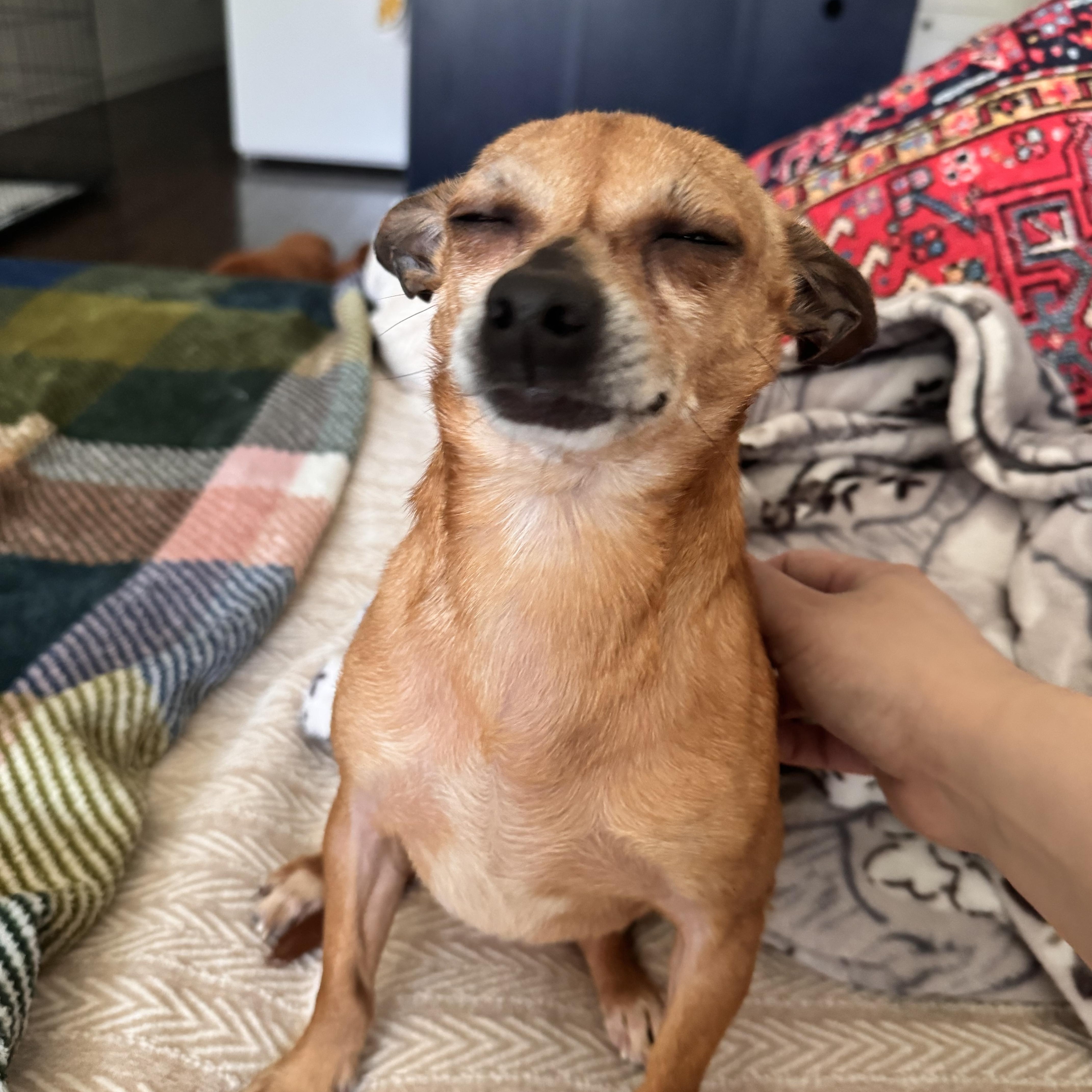 Taquito, adopted, Adult Male Chihuahua.