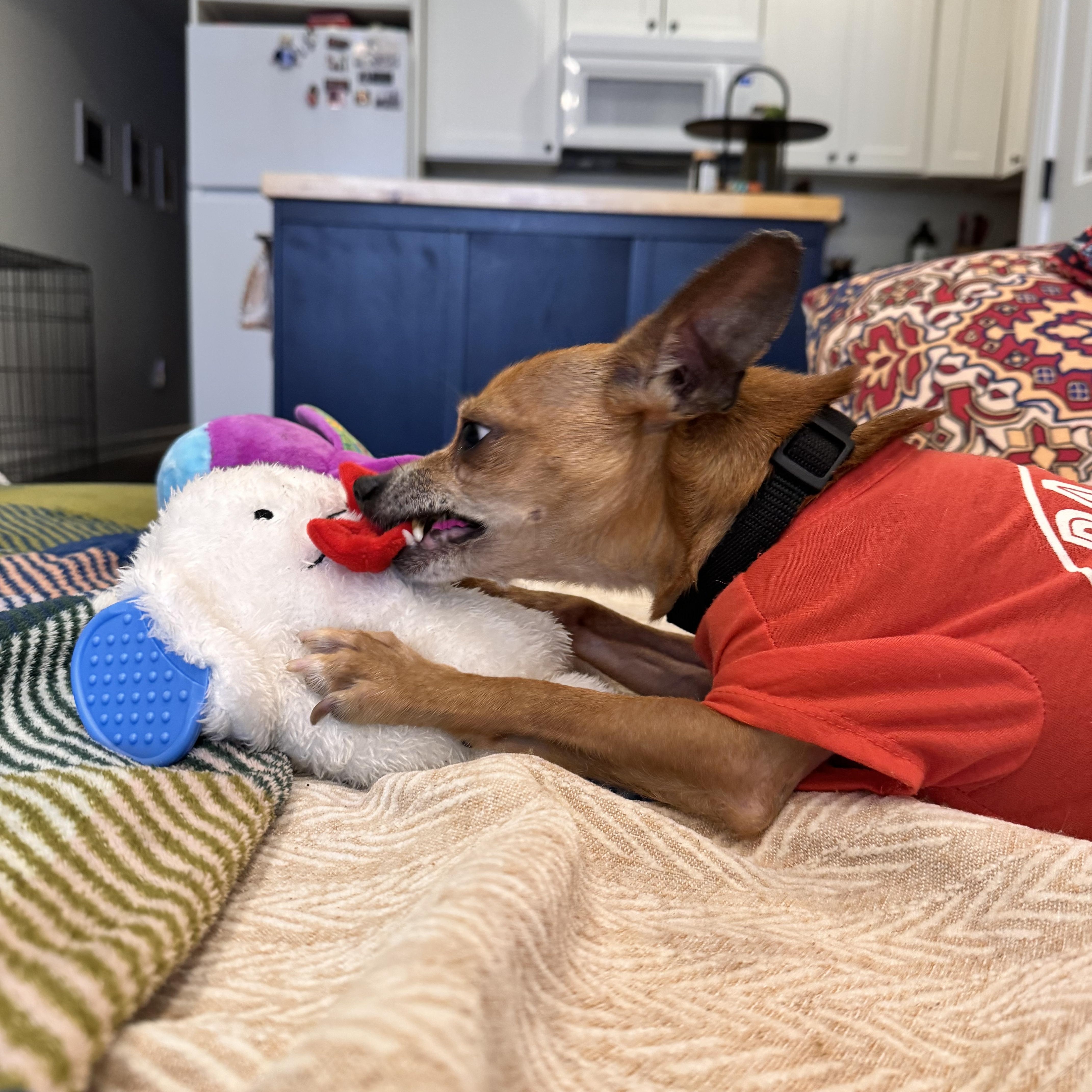 Enlarge Taquito, a Adoptable Chihuahua in Washington DC, DC image 4/6