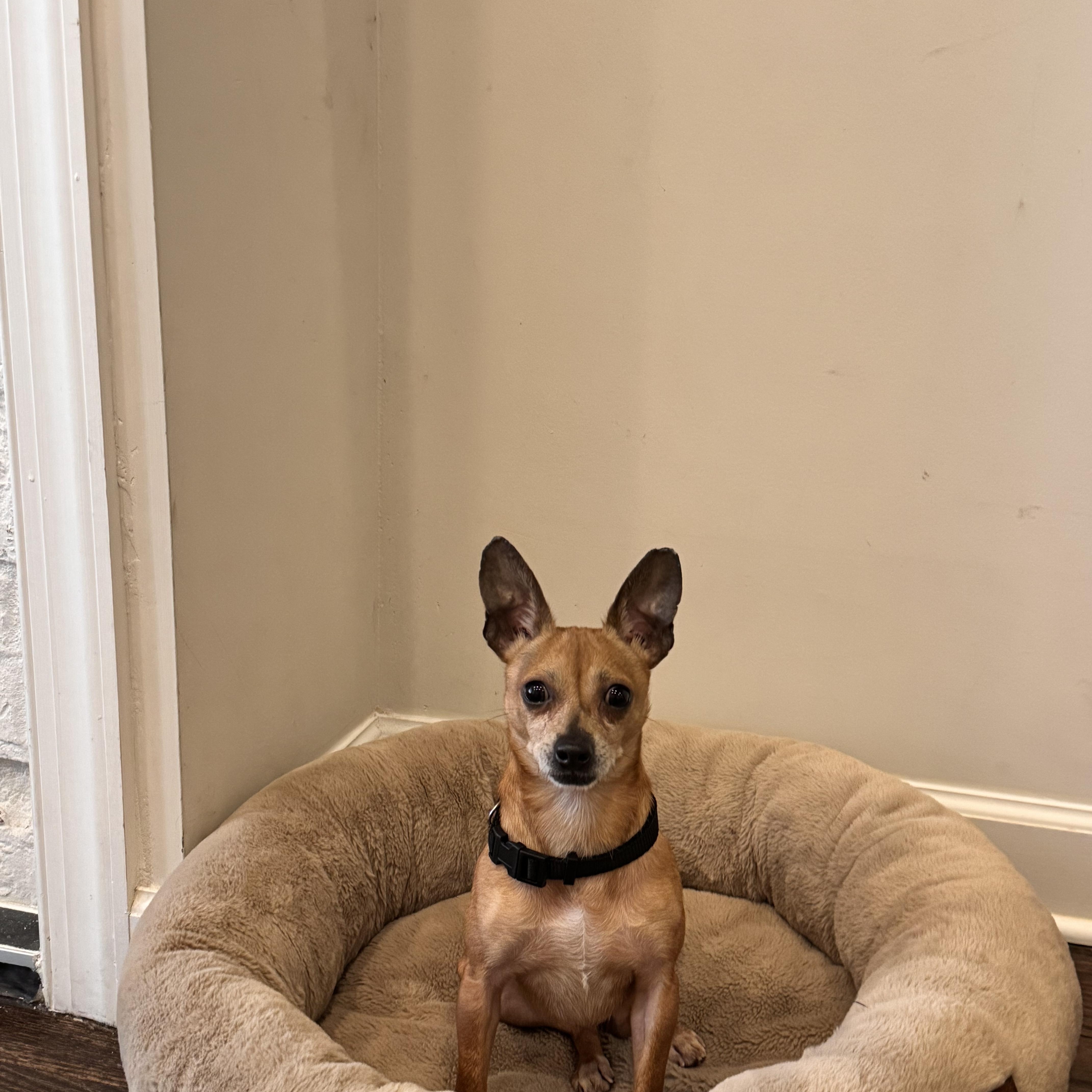 Enlarge Taquito, a Adoptable Chihuahua in Washington DC, DC image 6/6