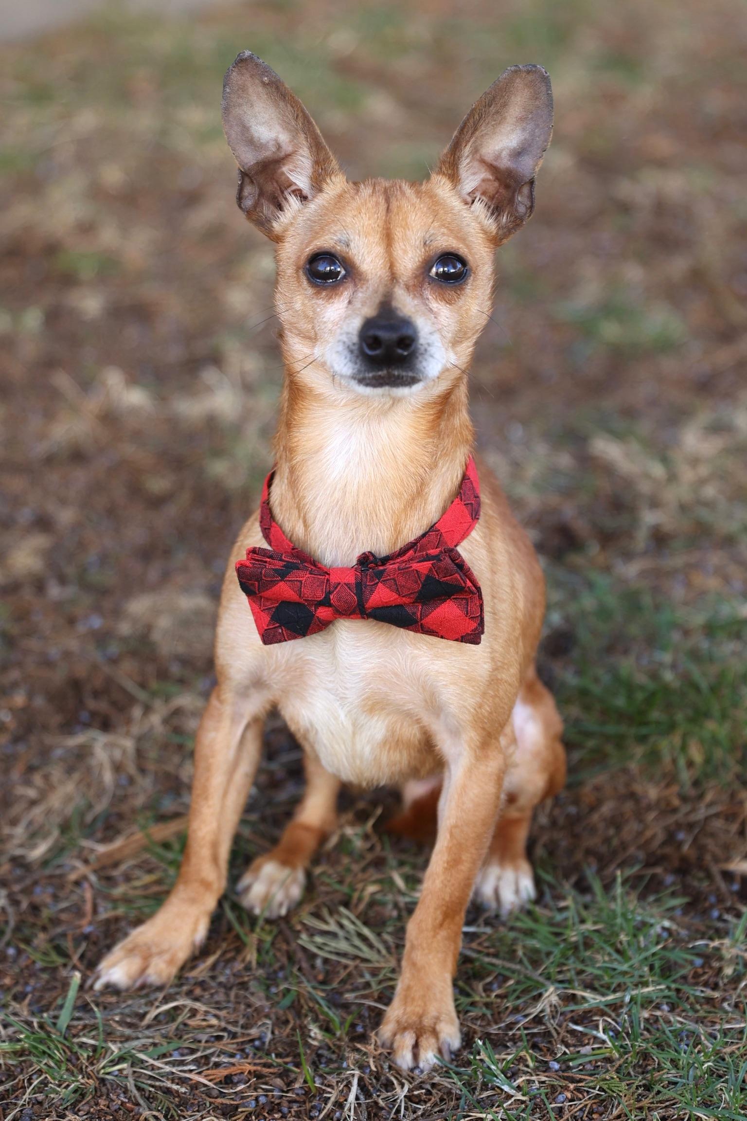 Enlarge Taquito, a Adoptable Chihuahua in Washington DC, DC image 3/6