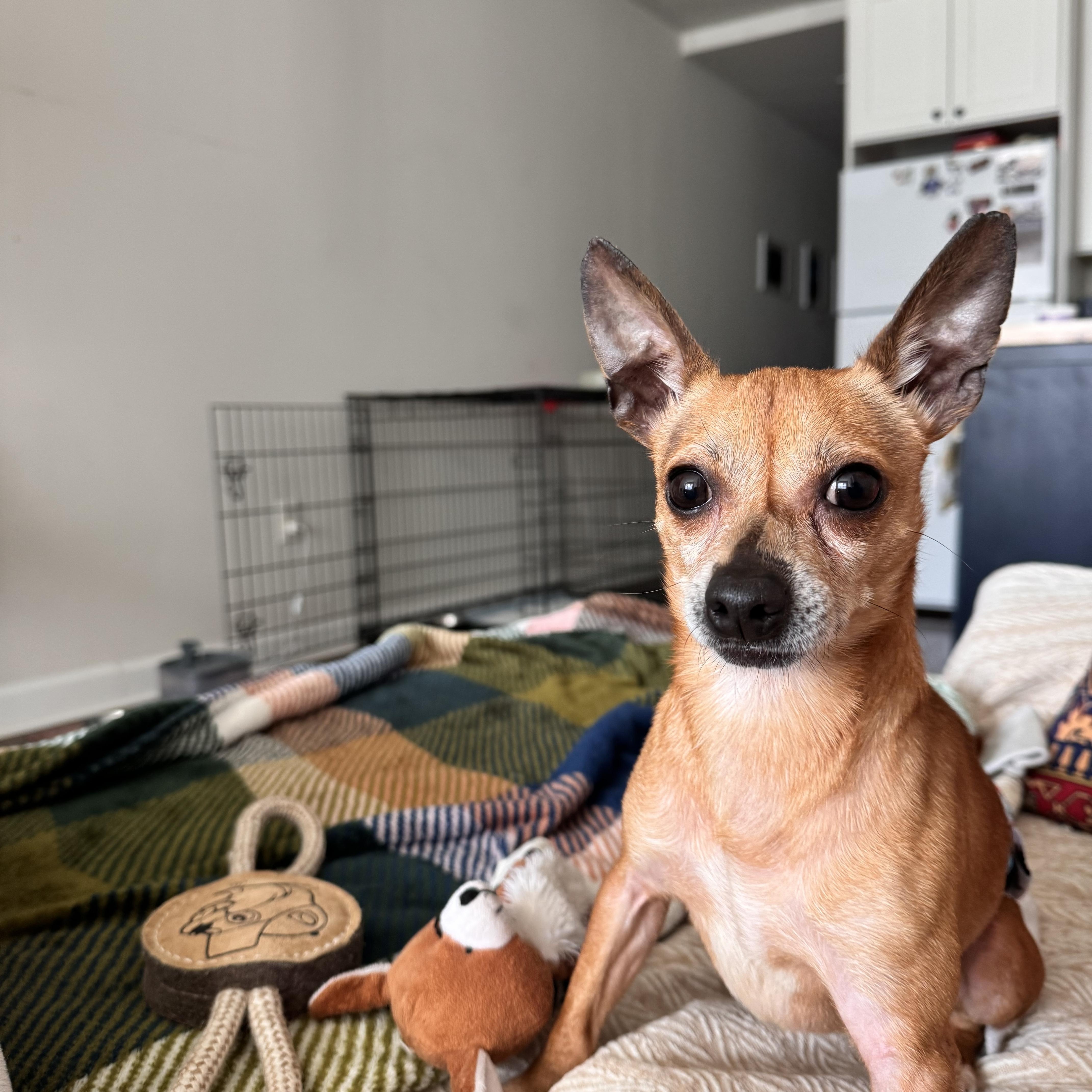 Taquito, Adoptable, Adult Male Chihuahua.