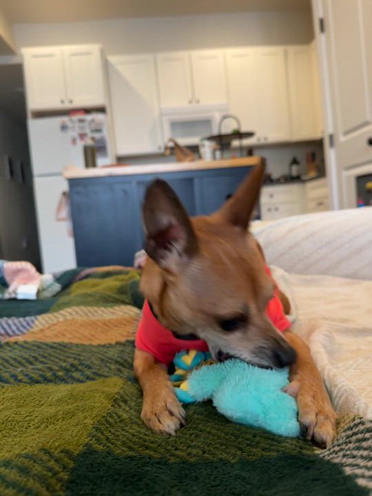 Enlarge Taquito, a Adoptable Chihuahua in Washington DC, DC video 5/6