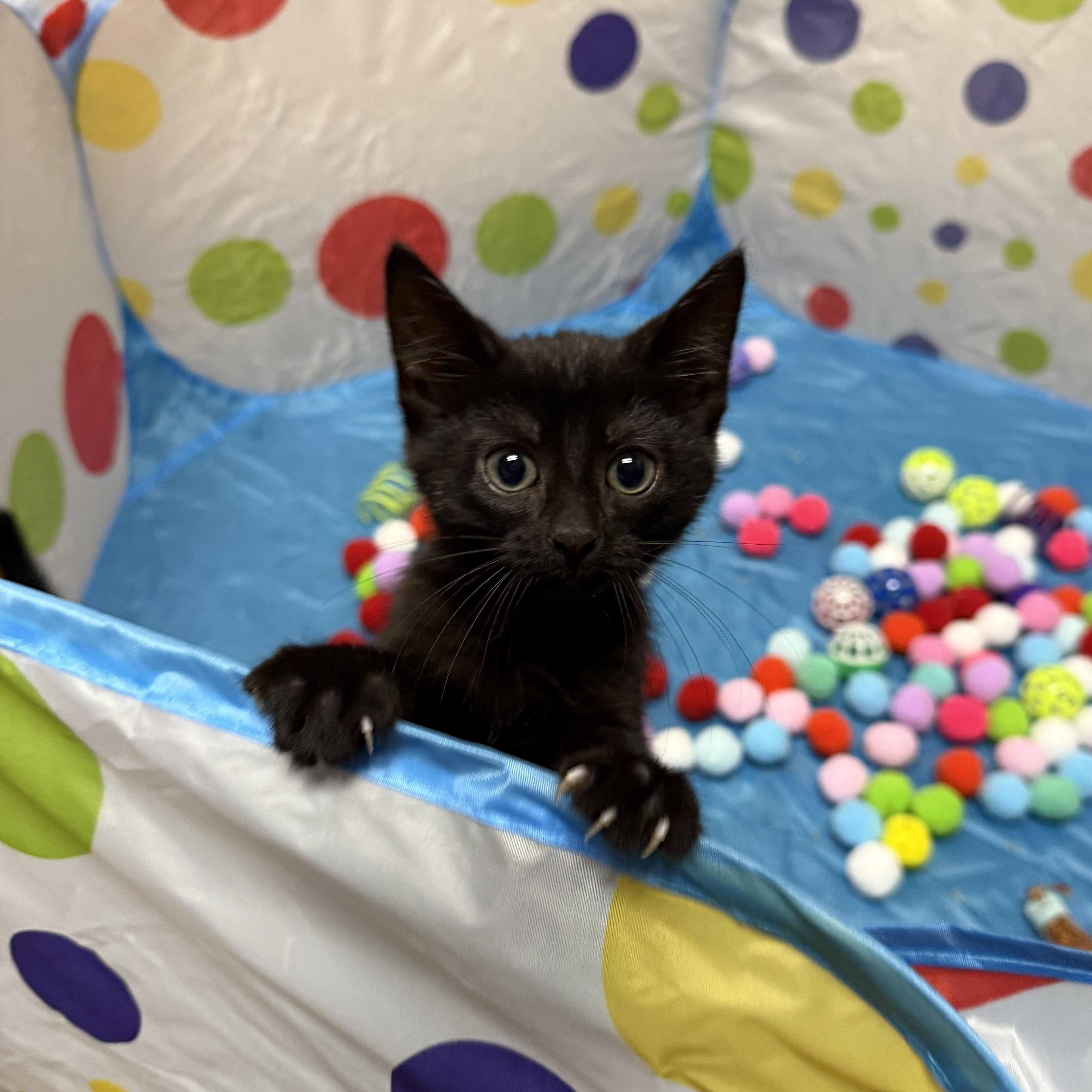 Enlarge Concrete, a Adoptable Domestic Short Hair in Oconto, WI image 3/3