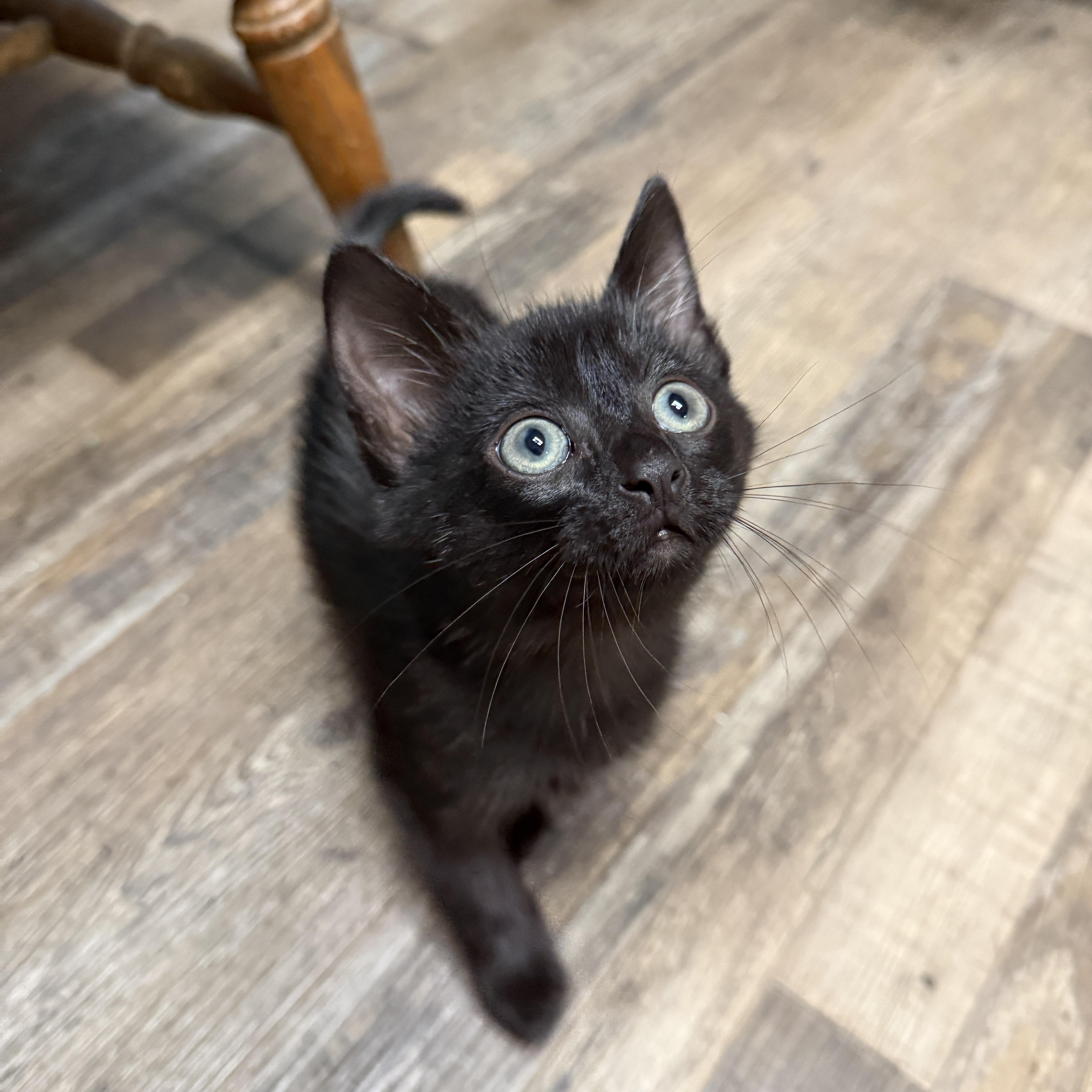 Enlarge Concrete, a Adoptable Domestic Short Hair in Oconto, WI image 2/3