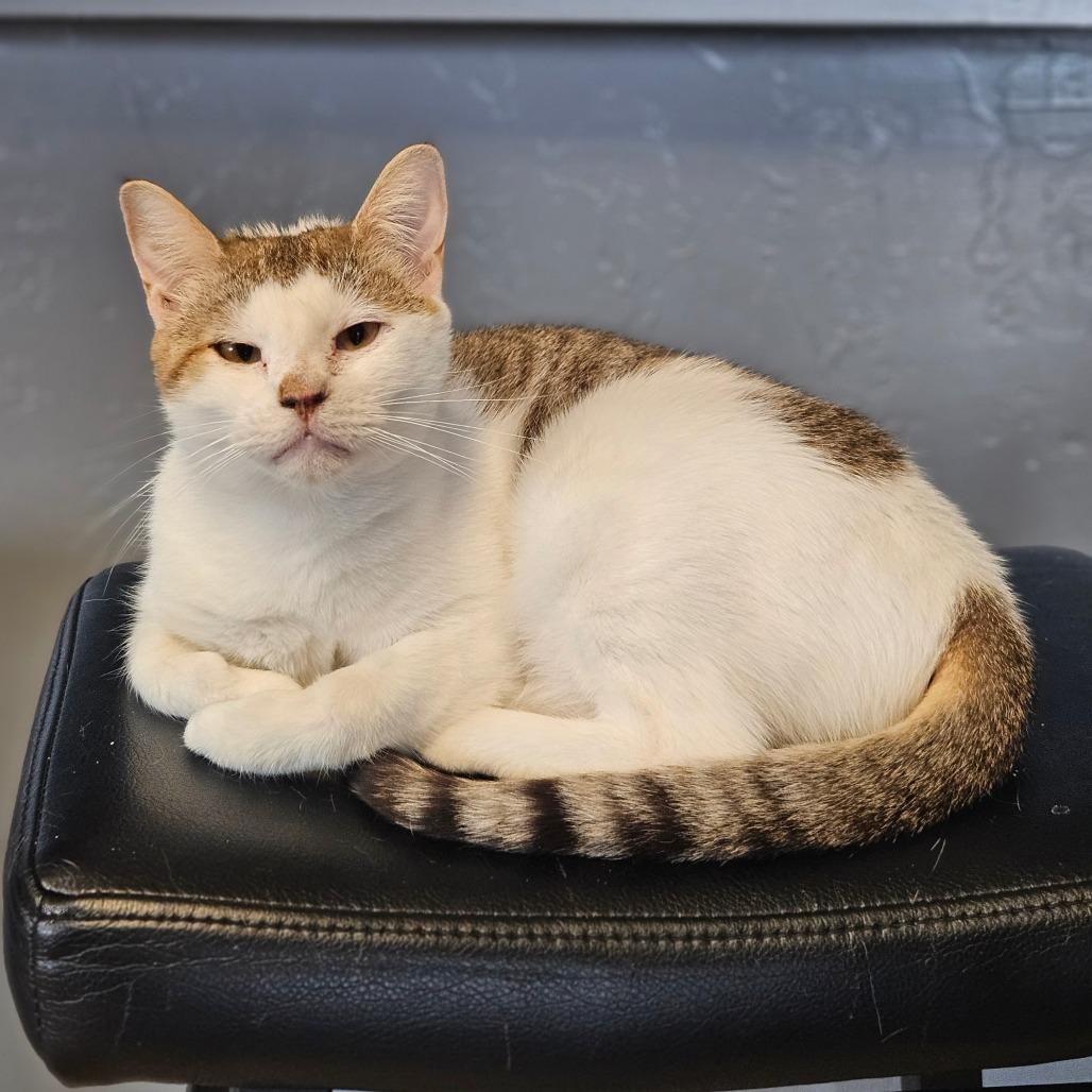 Emma, Adoptable, Adult Female Domestic Short Hair.