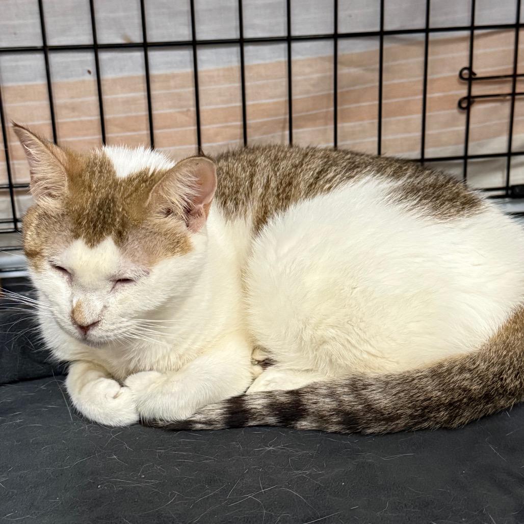 Emma, Adoptable, Adult Female Domestic Short Hair.