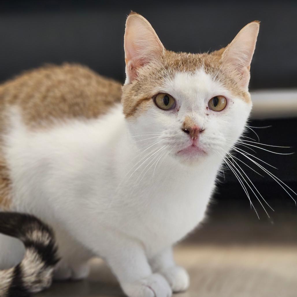 Enlarge Emma, a Adoptable Domestic Short Hair in Bismarck, ND image 2/6