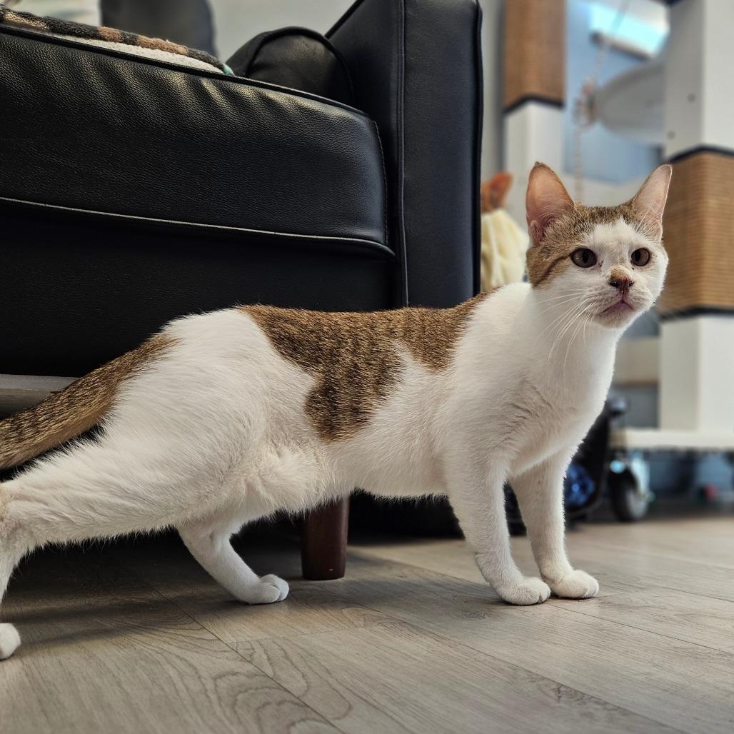 Enlarge Emma, a Adoptable Domestic Short Hair in Bismarck, ND image 4/6