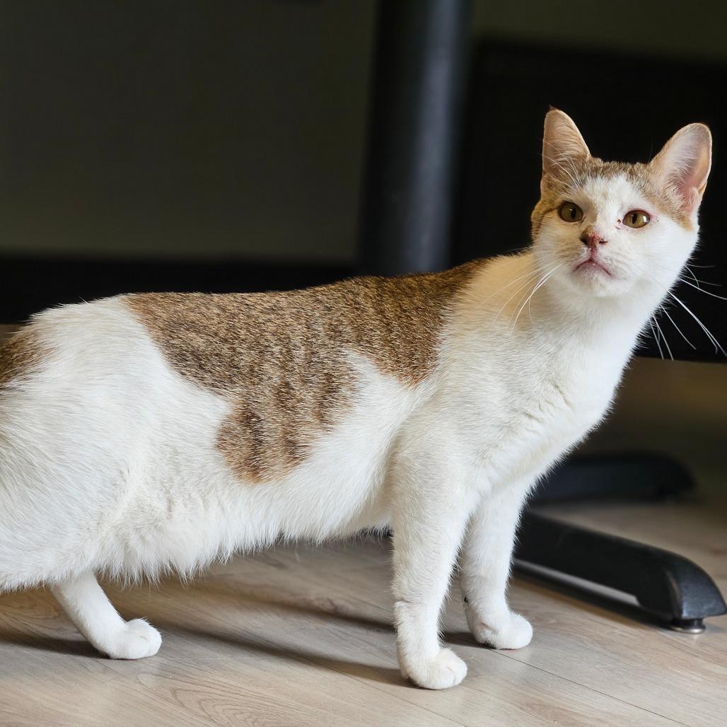 Enlarge Emma, a Adoptable Domestic Short Hair in Bismarck, ND image 5/6