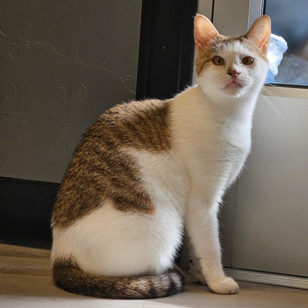 Enlarge Emma, a Adoptable Domestic Short Hair in Bismarck, ND image 6/6