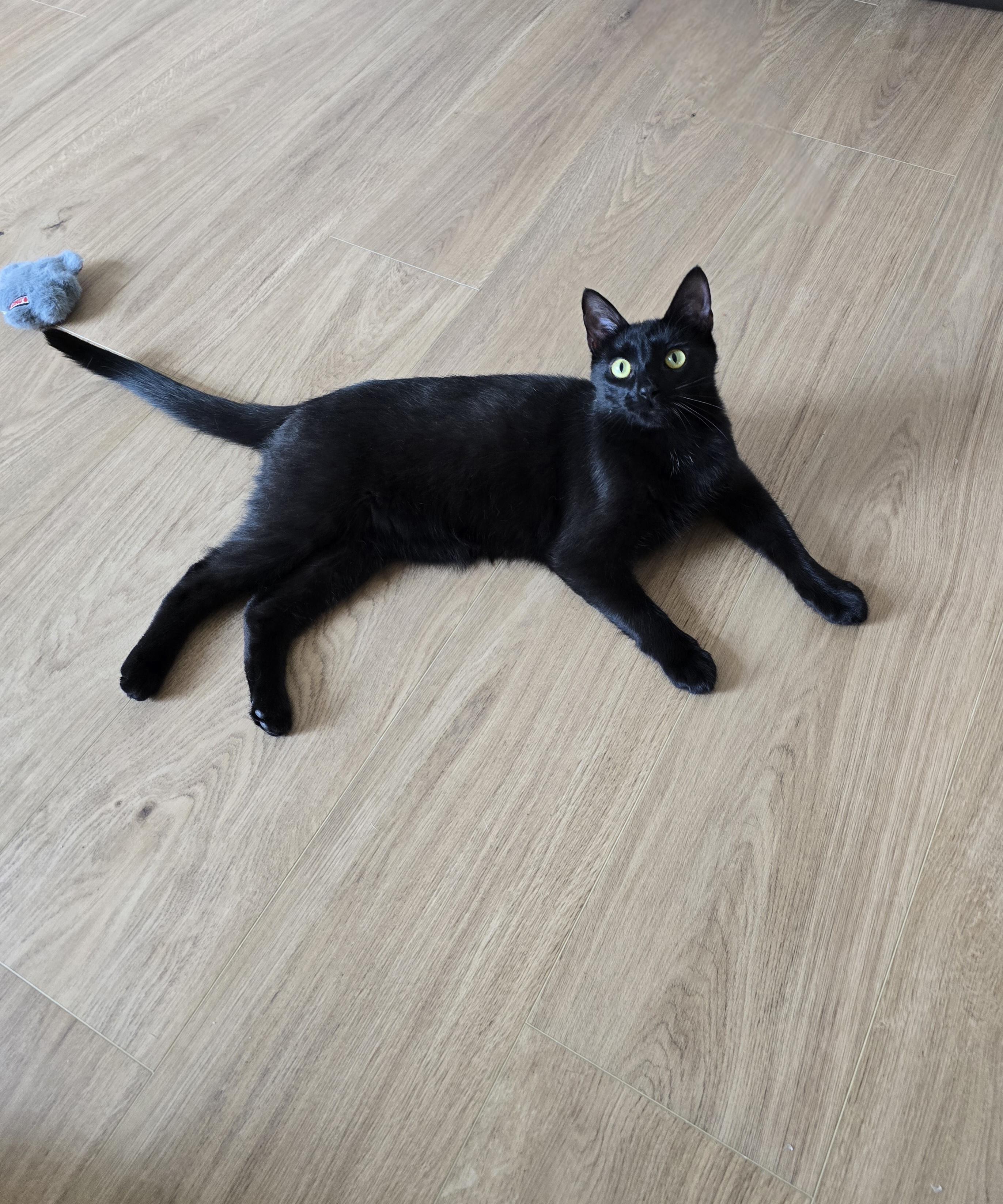 Squeakers, ADOPTABLE, Kitten Male Domestic Short Hair.