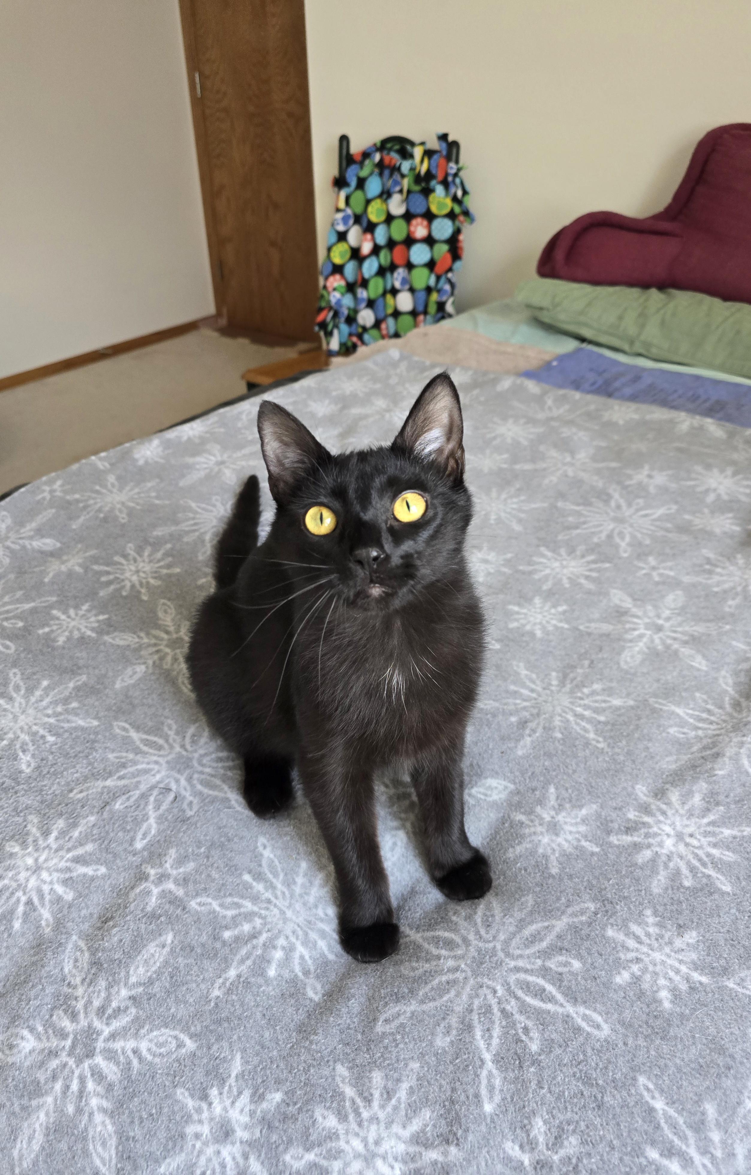 Enlarge Squeakers, a ADOPTABLE Domestic Short Hair in Fargo, ND image 3/3