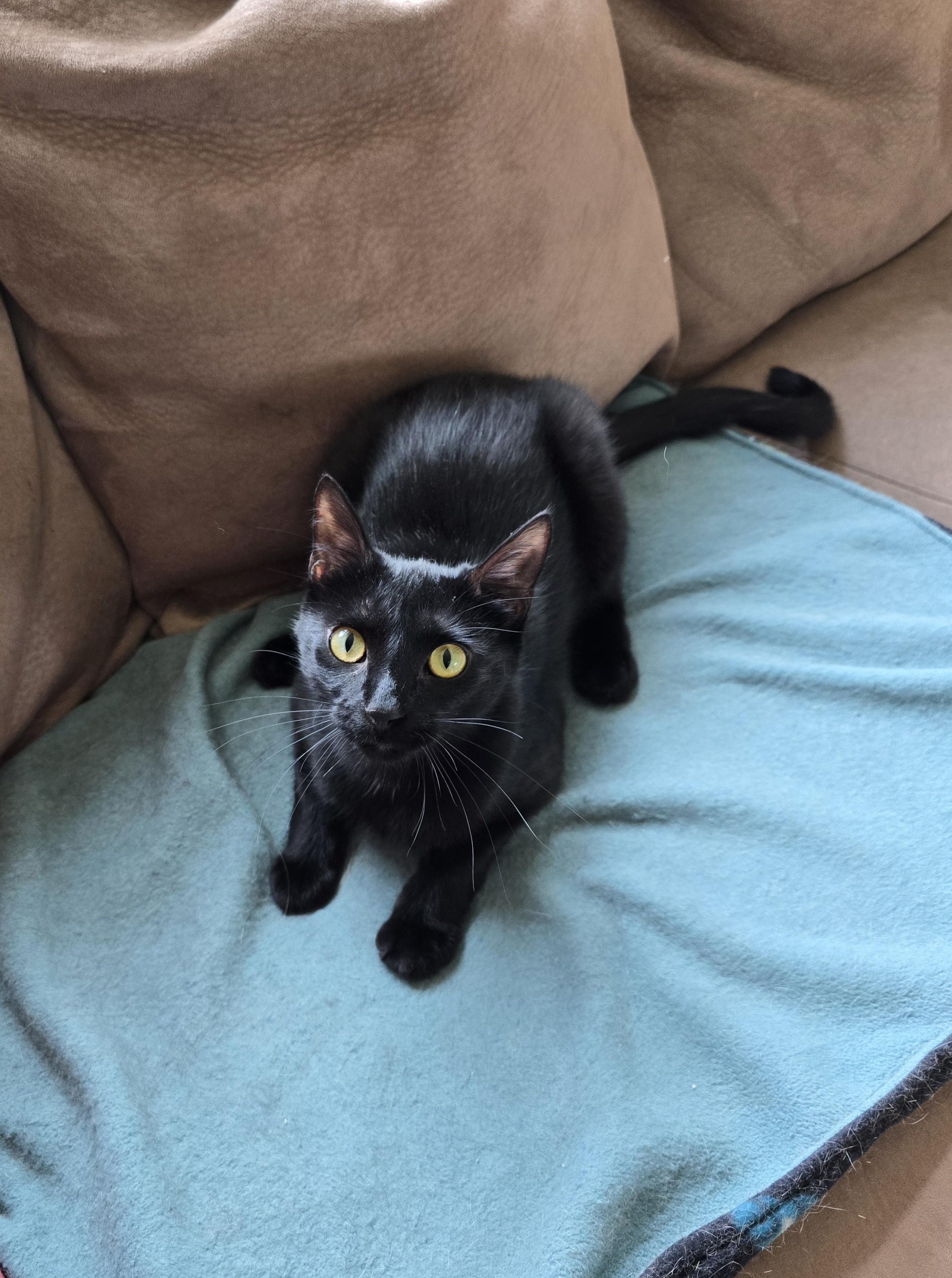 Enlarge Squeakers, a ADOPTABLE Domestic Short Hair in Fargo, ND image 2/4