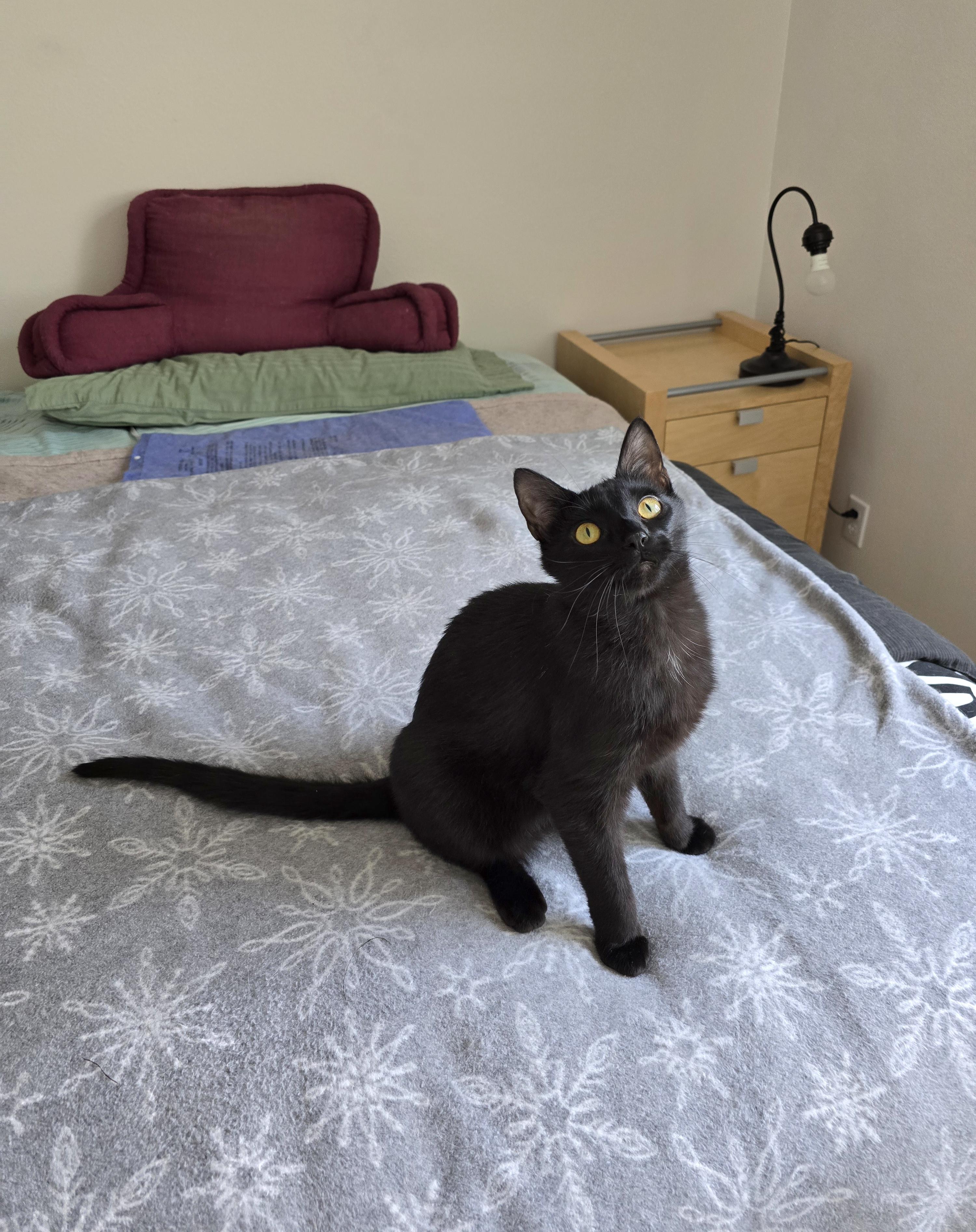 Enlarge Squeakers, a ADOPTABLE Domestic Short Hair in Fargo, ND image 1/3