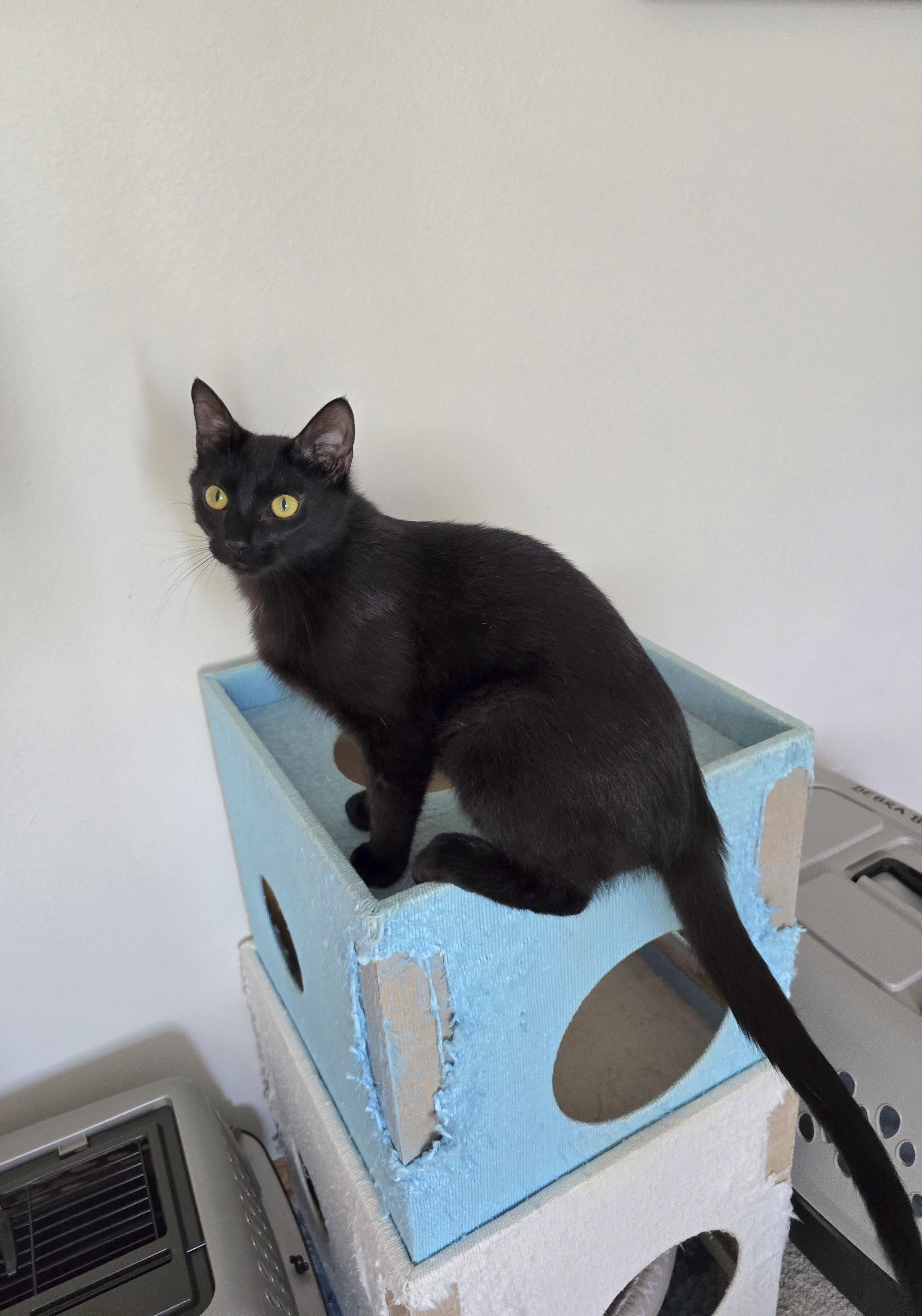 Enlarge Squeakers, a ADOPTABLE Domestic Short Hair in Fargo, ND image 2/3