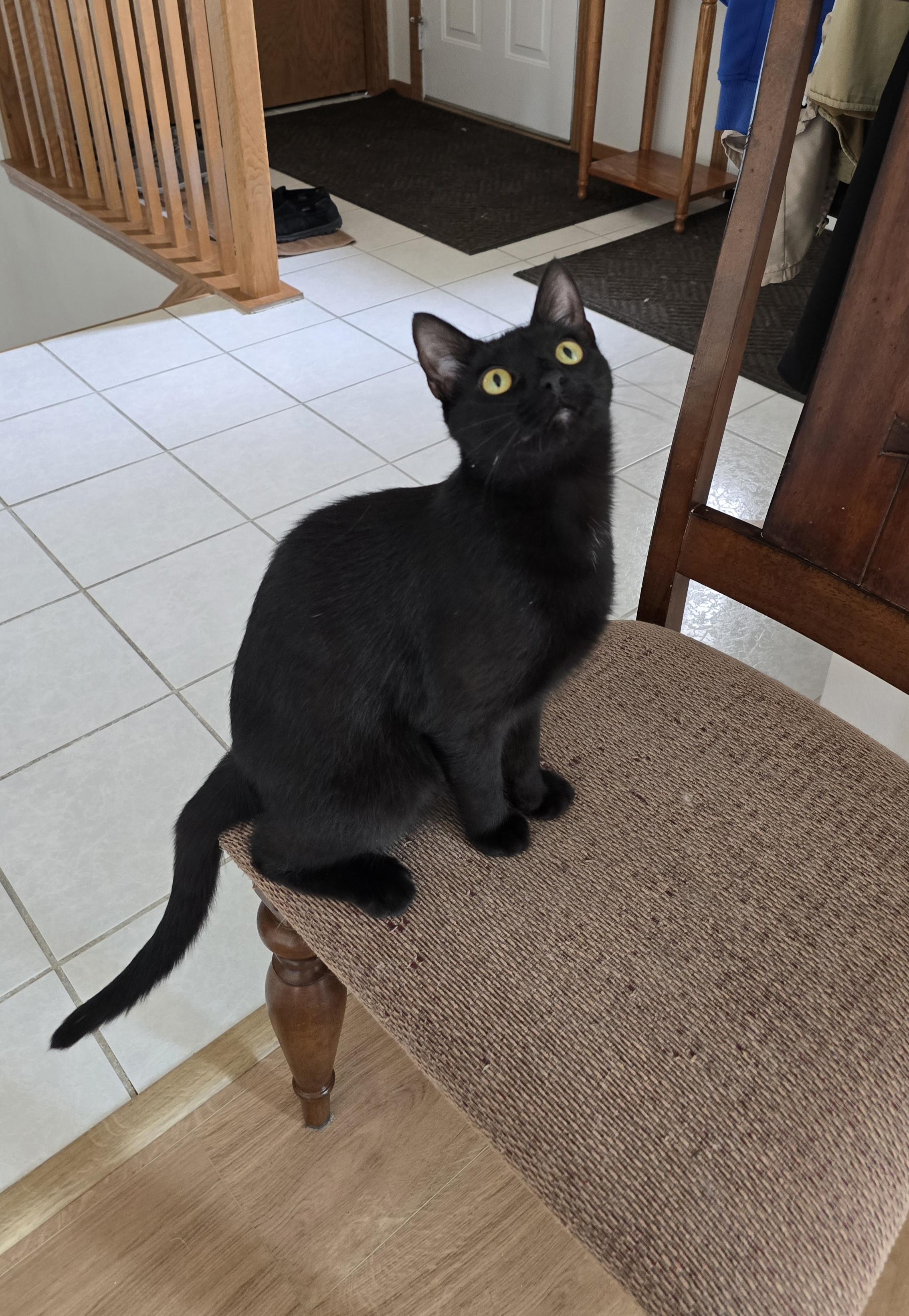Enlarge Squeakers, a ADOPTABLE Domestic Short Hair in Fargo, ND image 4/4