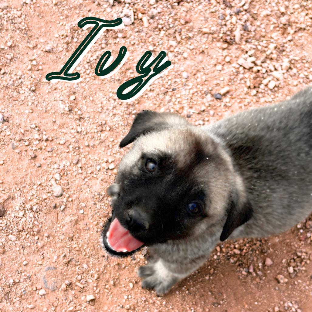 Enlarge Ivy, a Adoptable mixed breed in Phoenix, AZ image 1/1