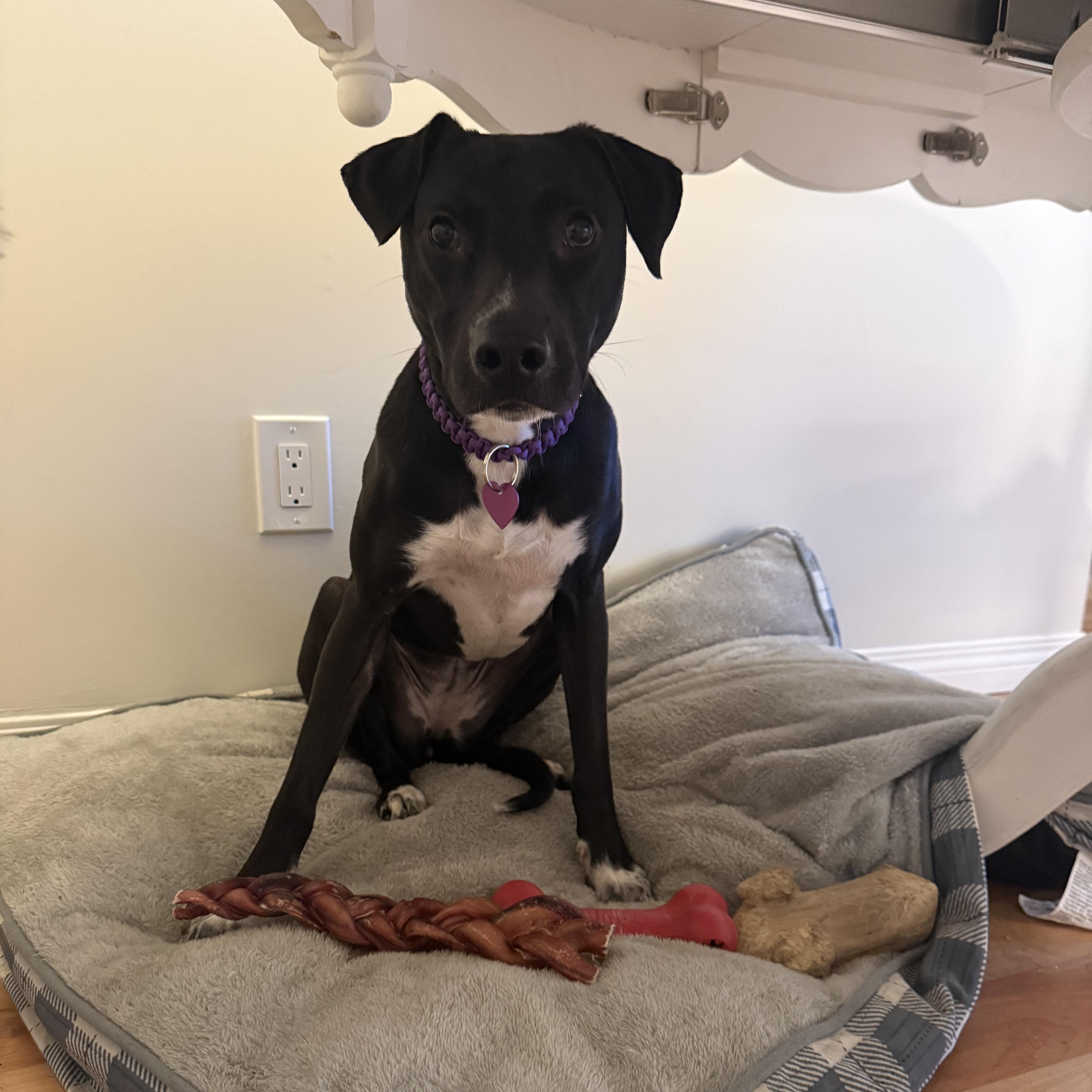 Flora, a Adoptable mixed breed in Nanaimo, BC image 3/4