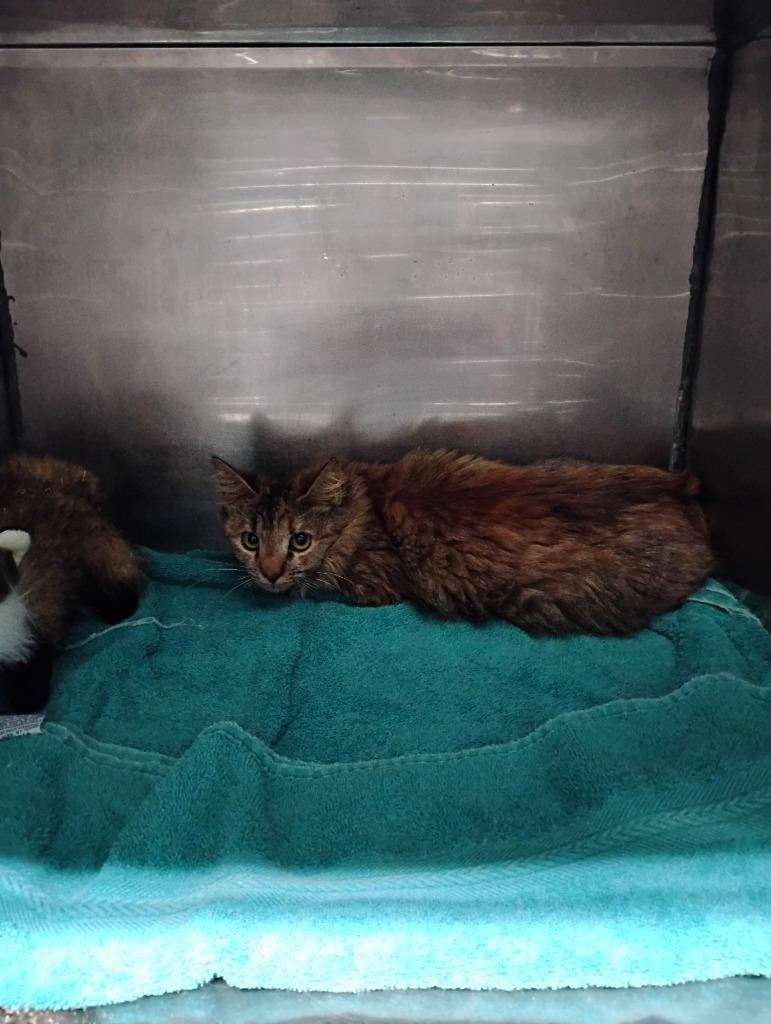 Jolly, Adoptable, Kitten Female Domestic Medium Hair.