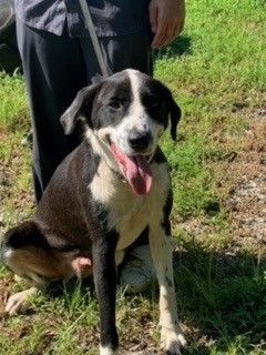 Enlarge Spot S2023116, a Adopted mixed breed in Prichard, AL image 1/3