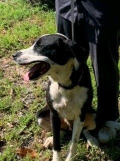 Enlarge Spot S2023116, a Adopted mixed breed in Prichard, AL image 2/3