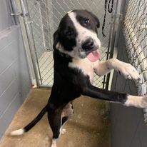 Enlarge Spot S2023116, a Adopted mixed breed in Prichard, AL image 3/3