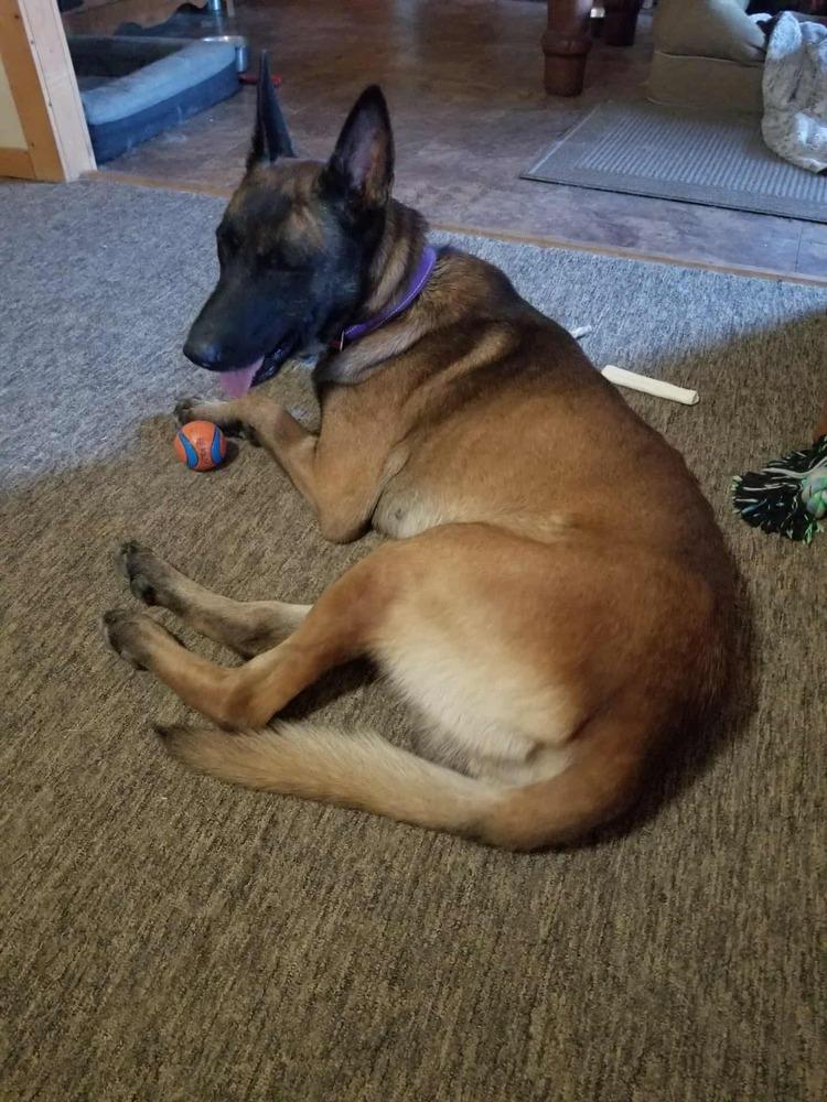 Jackson - Located in Texas, a Adoptable Belgian Shepherd / Malinois in Imlay City, MI image 1/2