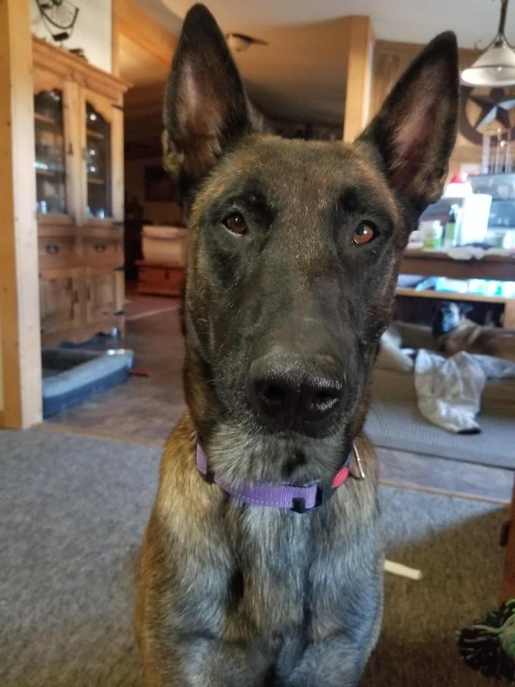 Jackson - Located in Texas, a Adoptable Belgian Shepherd / Malinois in Imlay City, MI image 2/2